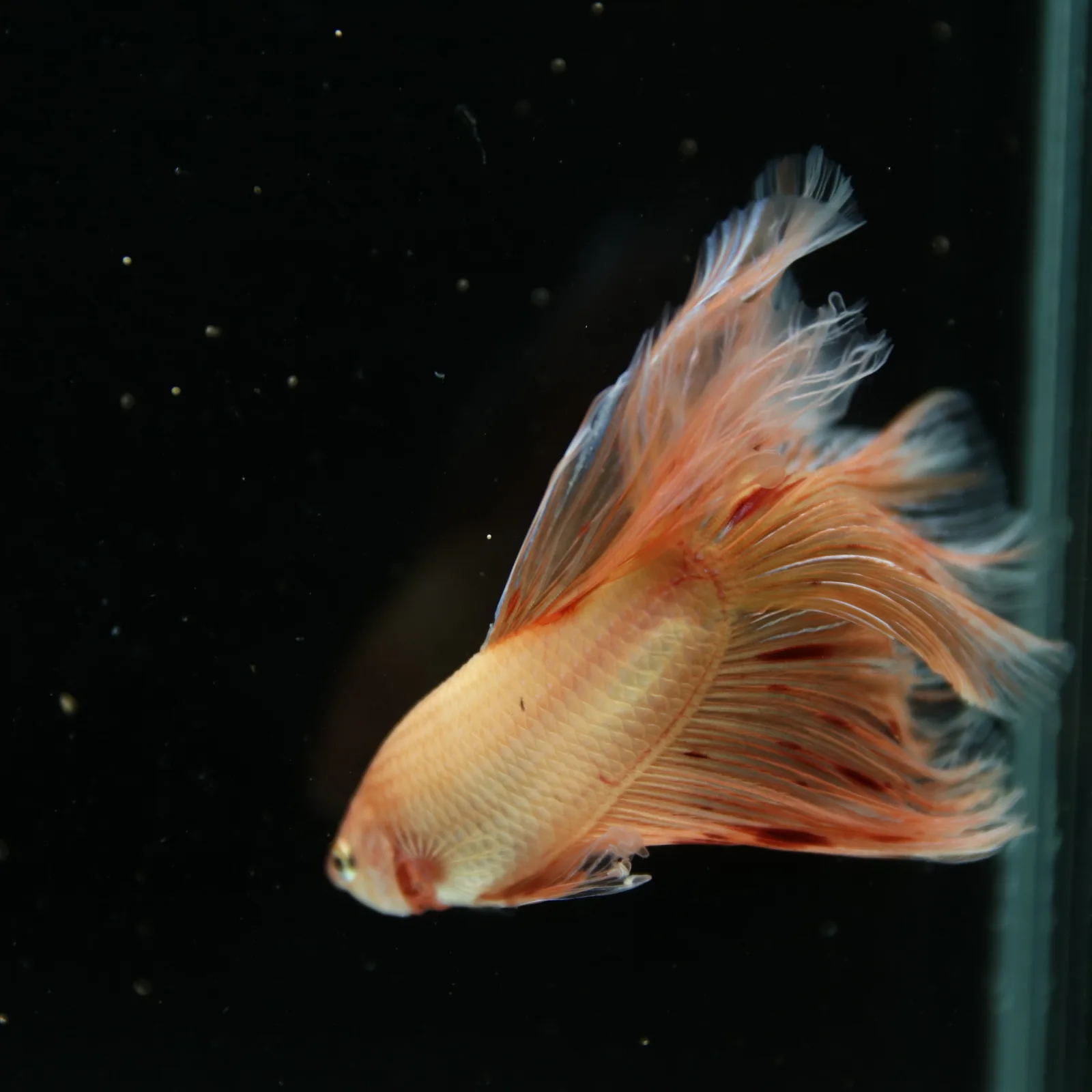 Show Grade Lavender Orange Halfmoon Betta – Pastel Male Betta splendens media 14