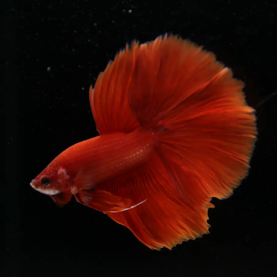Show Grade Super Red Halfmoon Betta – Solid Red Male