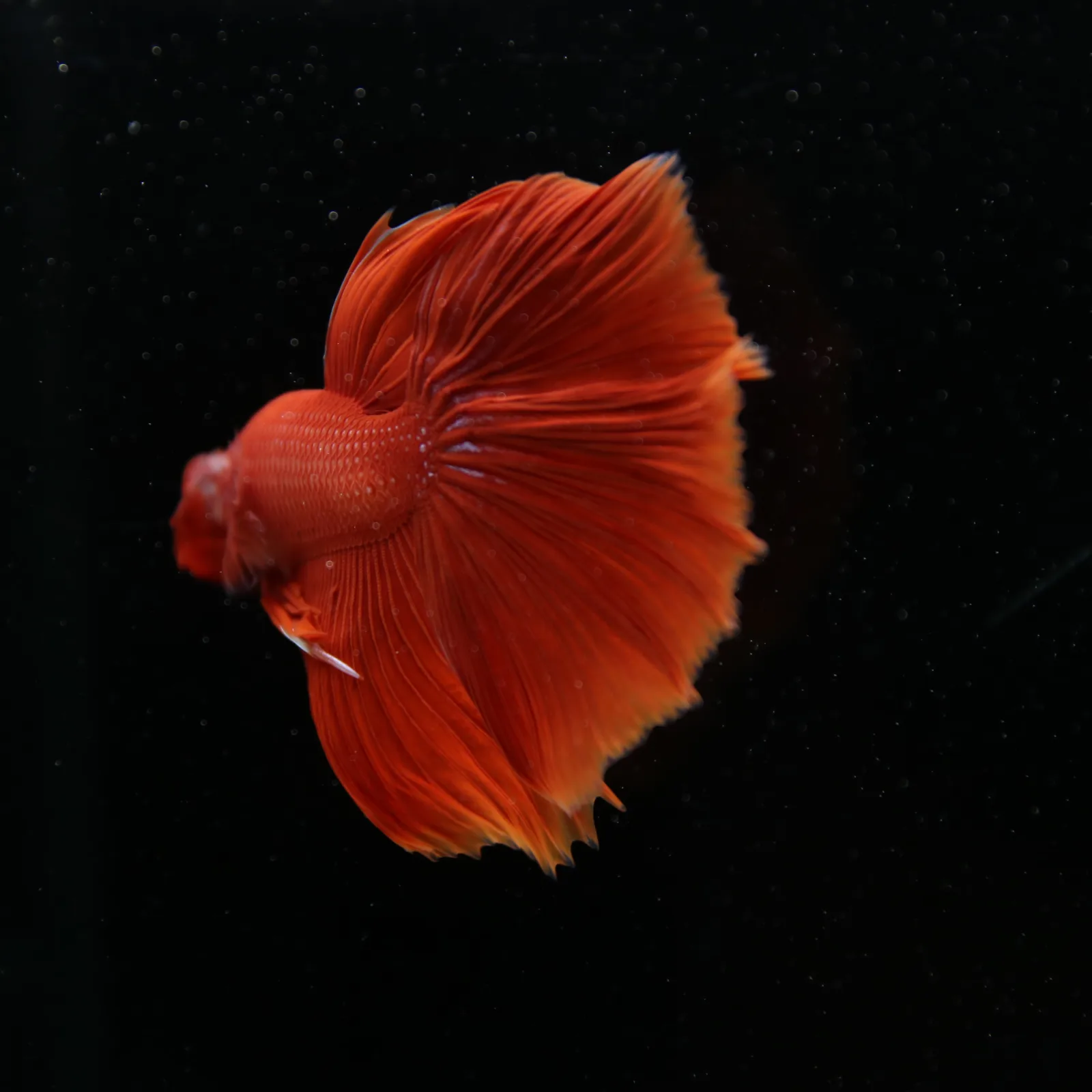 Show Grade Super Red Halfmoon Betta – Solid Red Male media 2