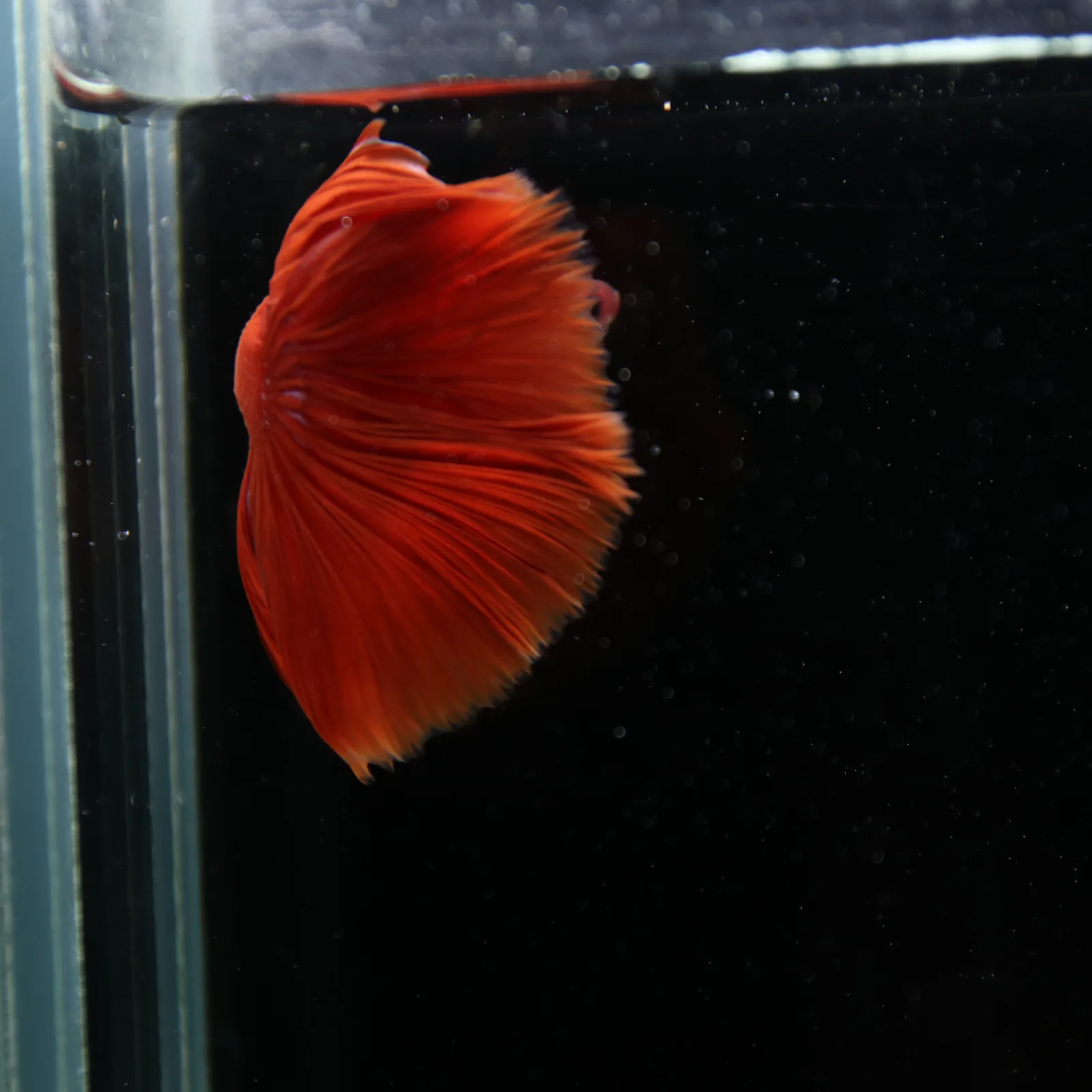 Show Grade Super Red Halfmoon Betta – Solid Red Male media 4