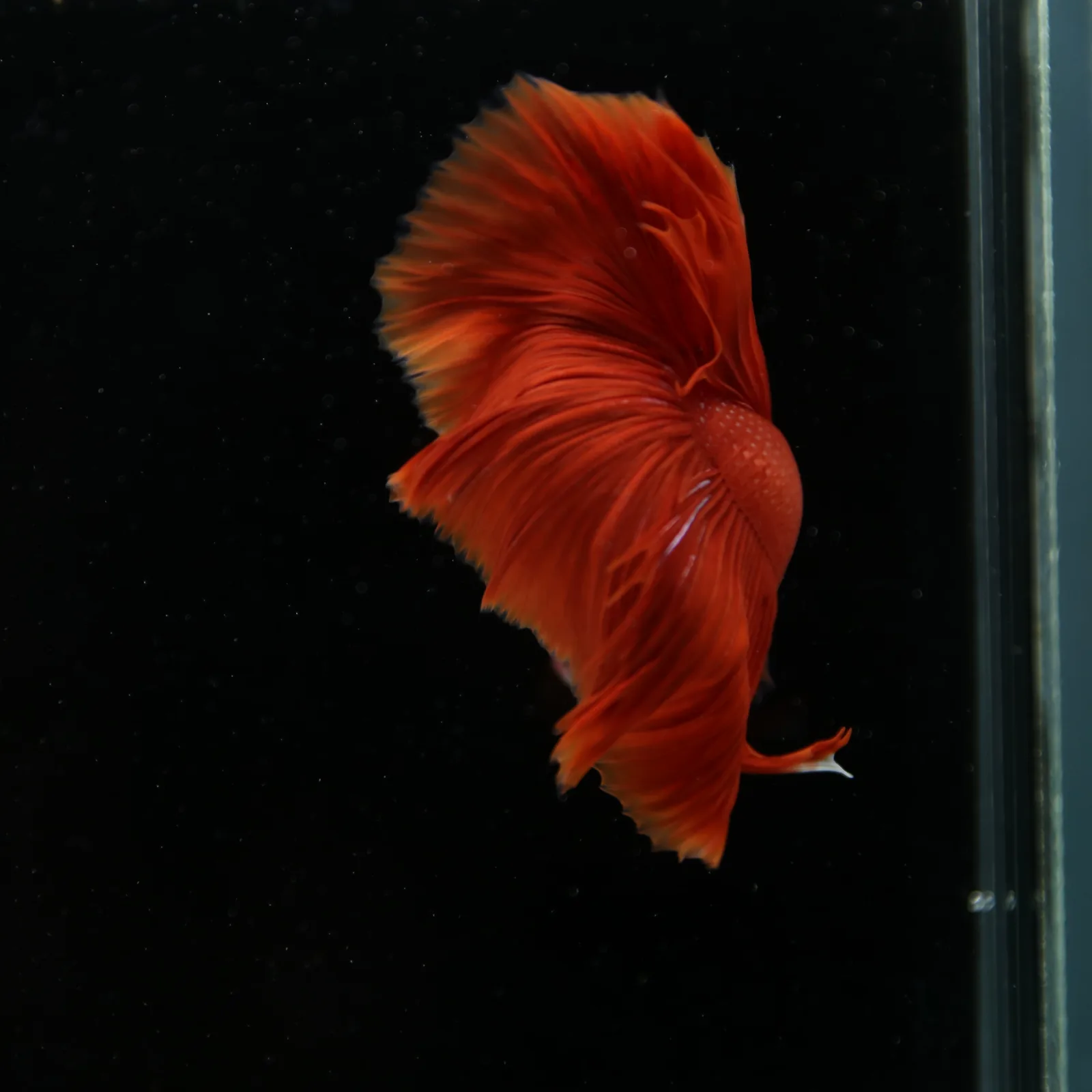 Show Grade Super Red Halfmoon Betta – Solid Red Male media 5