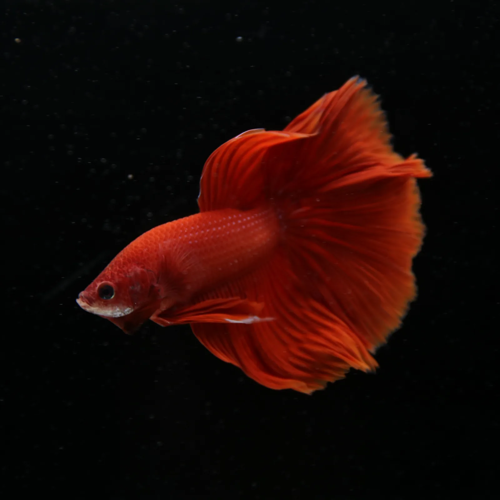 Show Grade Super Red Halfmoon Betta – Solid Red Male media 7