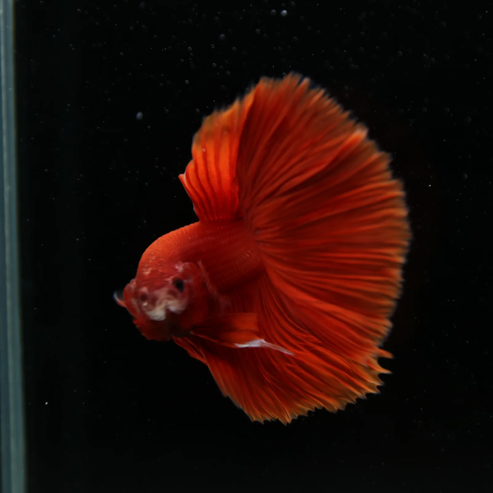 Show Grade Super Red Halfmoon Betta – Solid Red Male media 9