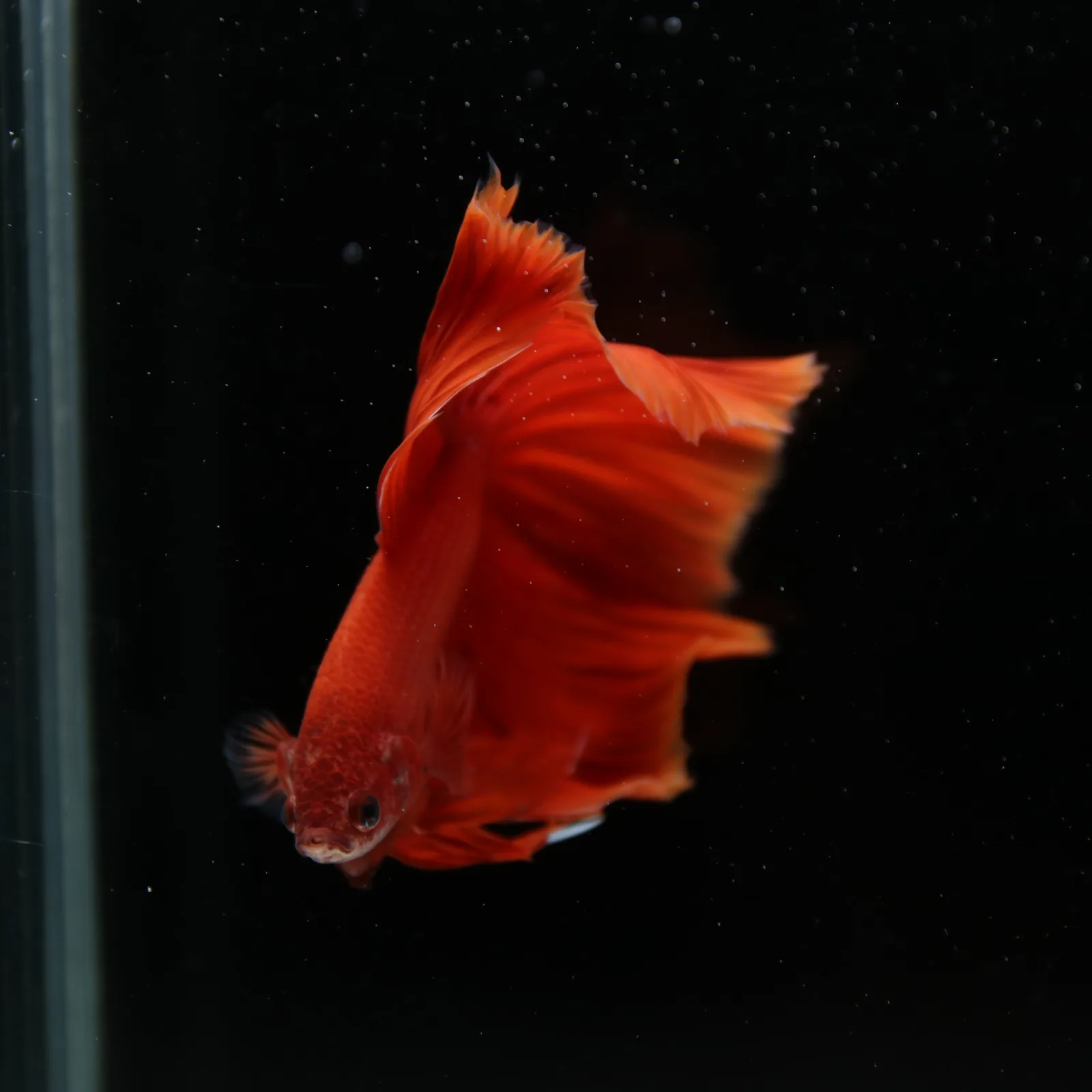 Show Grade Super Red Halfmoon Betta – Solid Red Male media 10