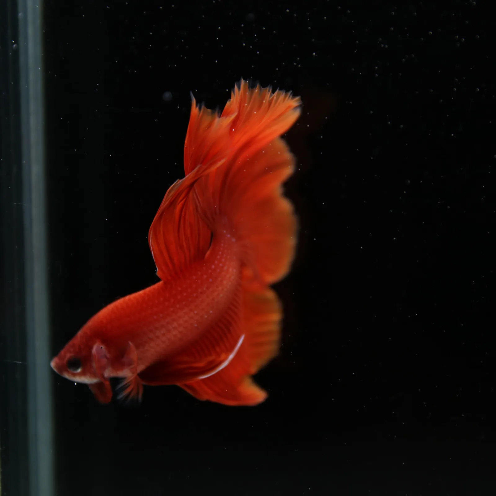 Show Grade Super Red Halfmoon Betta – Solid Red Male media 11