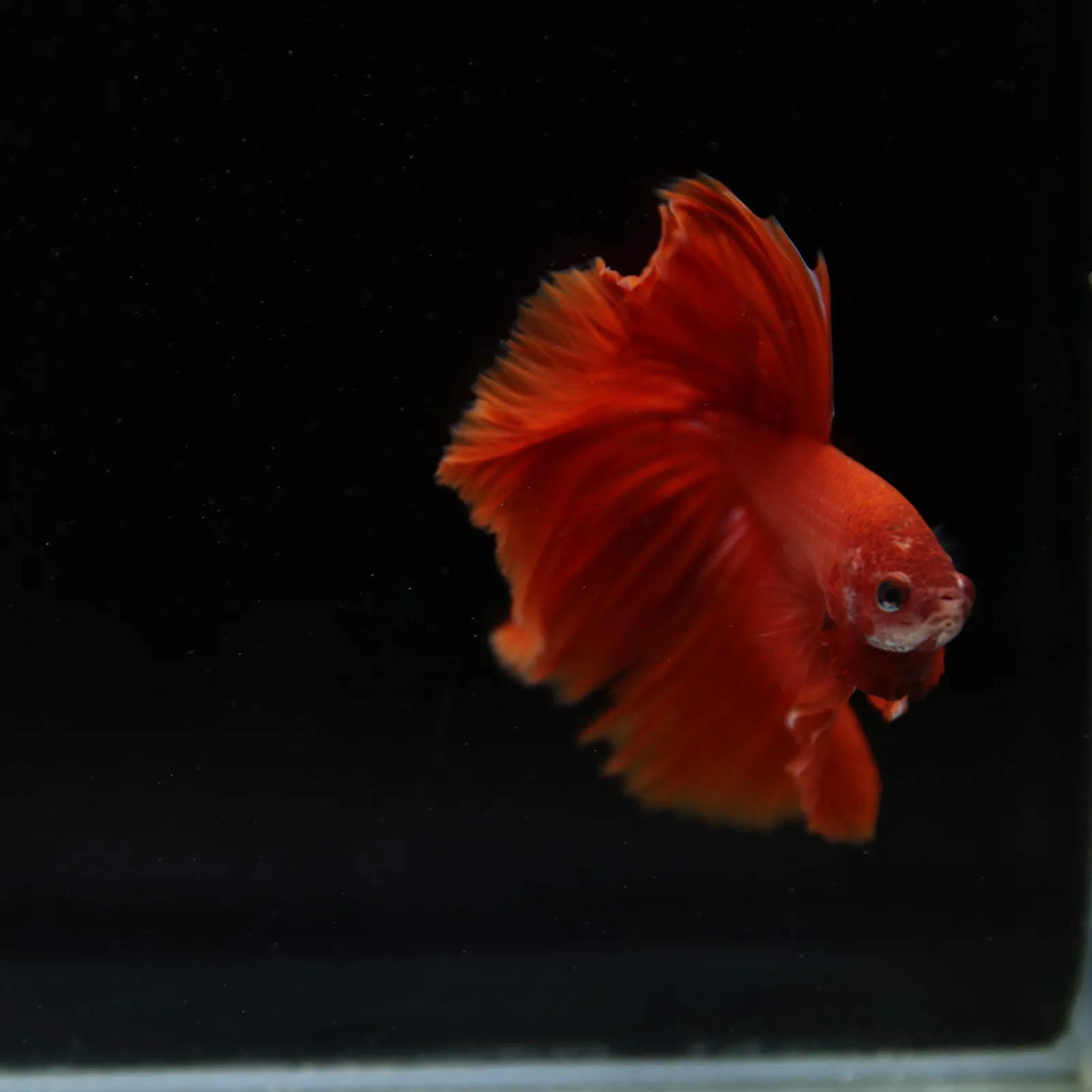 Show Grade Super Red Halfmoon Betta – Solid Red Male media 12
