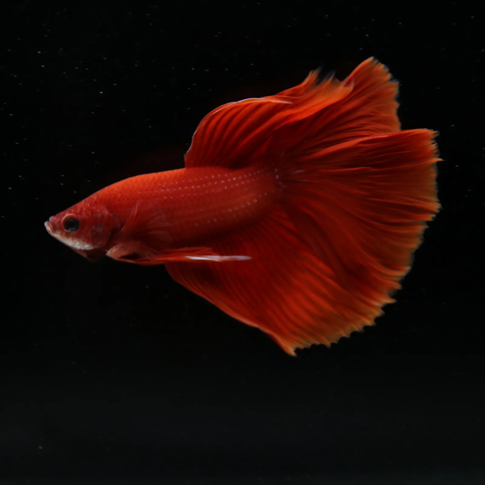 Show Grade Super Red Halfmoon Betta – Solid Red Male media 13