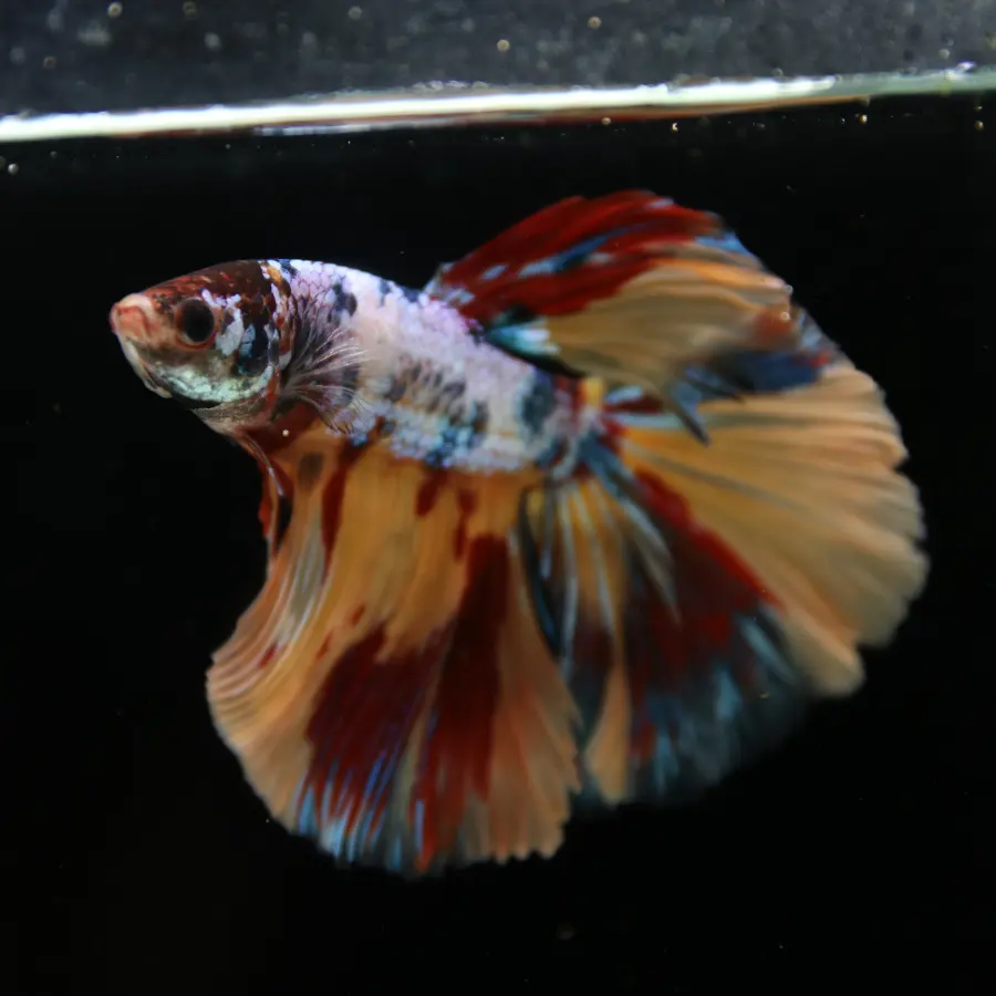 Male Multicolor Marble Halfmoon Betta – Orange, Red & Metallic Blue