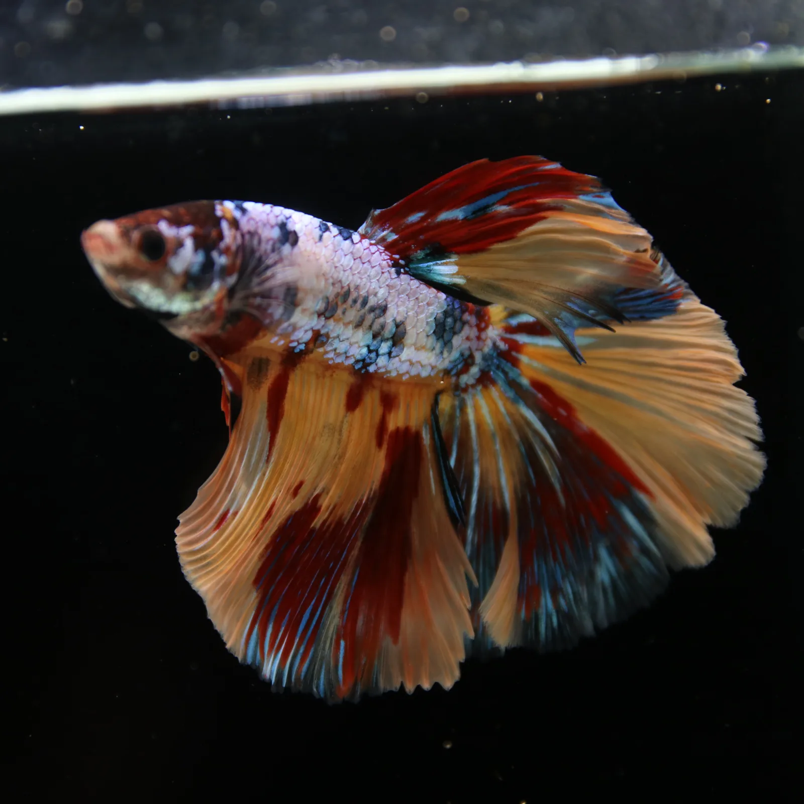 Male Multicolor Marble Halfmoon Betta – Orange, Red & Metallic Blue media 2