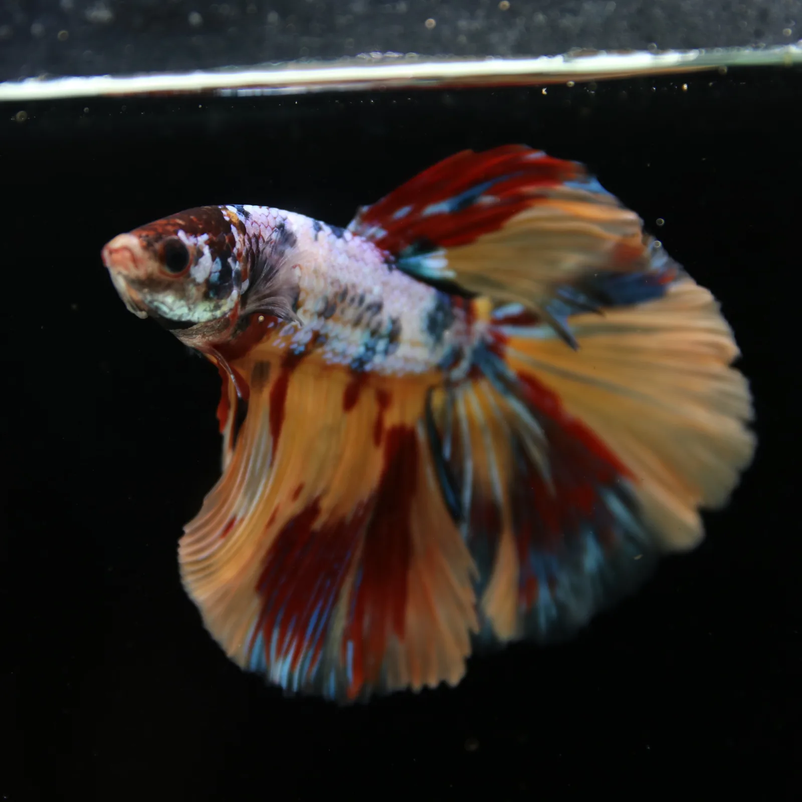 Male Multicolor Marble Halfmoon Betta – Orange, Red & Metallic Blue media 3