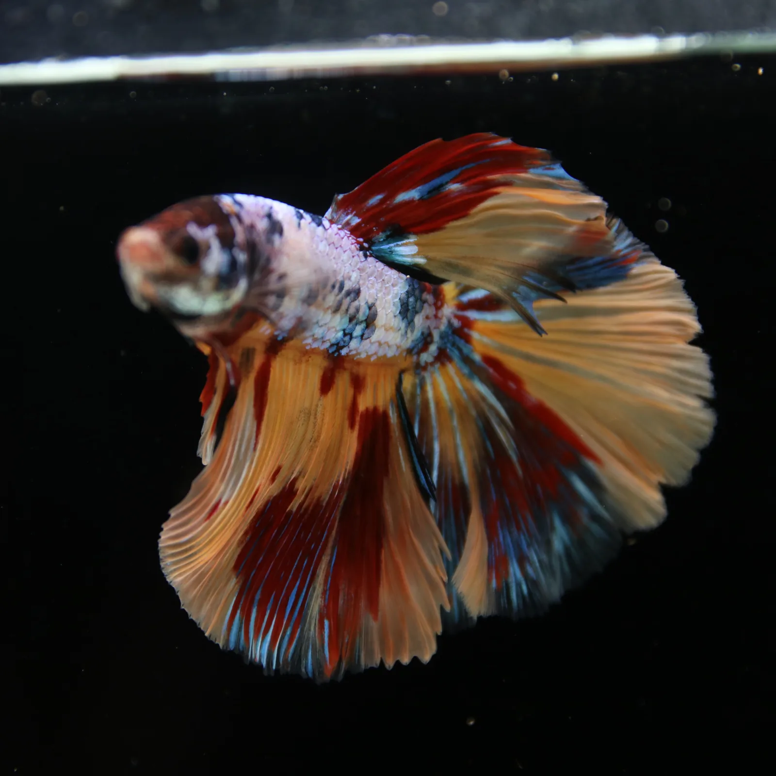 Male Multicolor Marble Halfmoon Betta – Orange, Red & Metallic Blue media 4