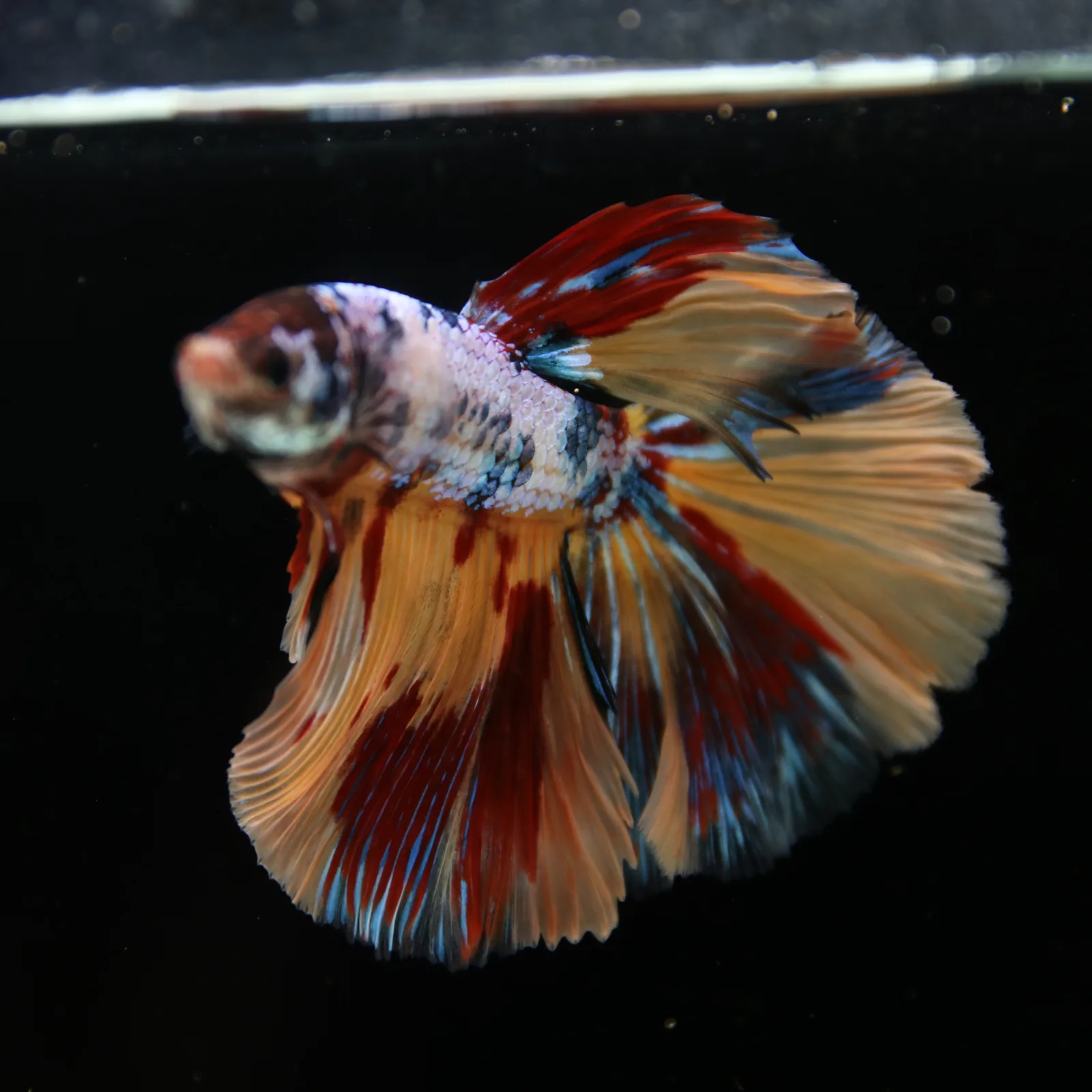 Male Multicolor Marble Halfmoon Betta – Orange, Red & Metallic Blue media 5