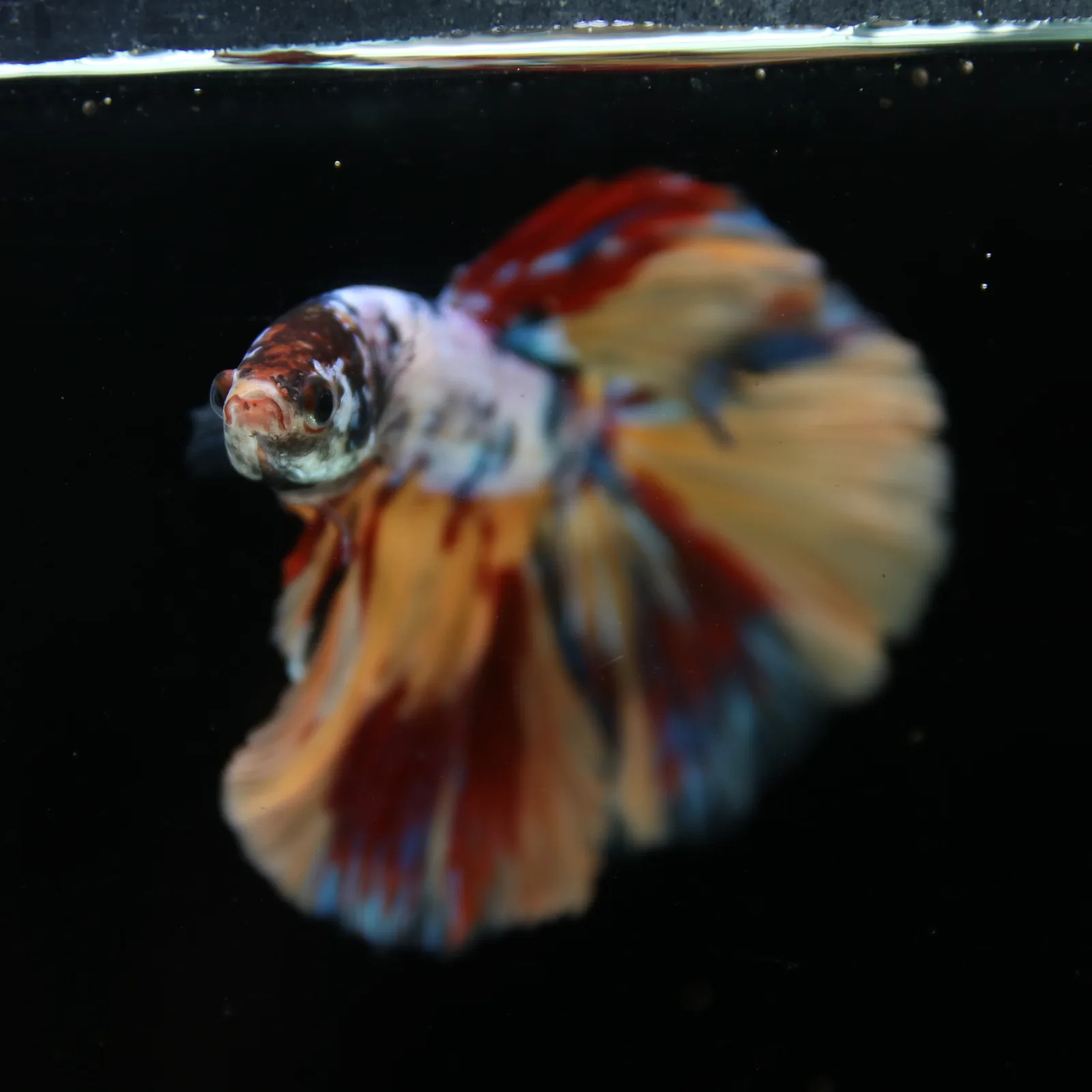 Male Multicolor Marble Halfmoon Betta – Orange, Red & Metallic Blue media 6