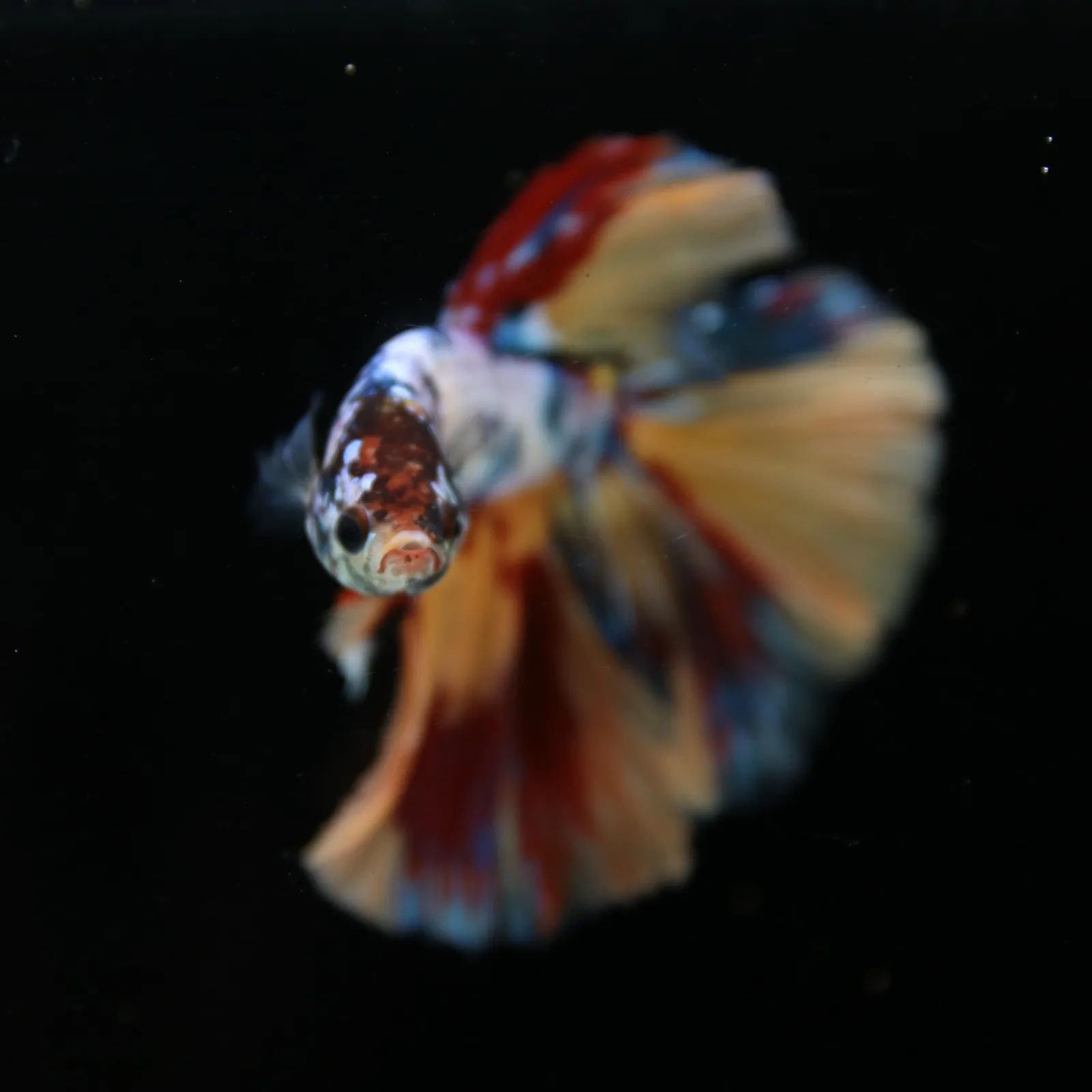 Male Multicolor Marble Halfmoon Betta – Orange, Red & Metallic Blue media 8