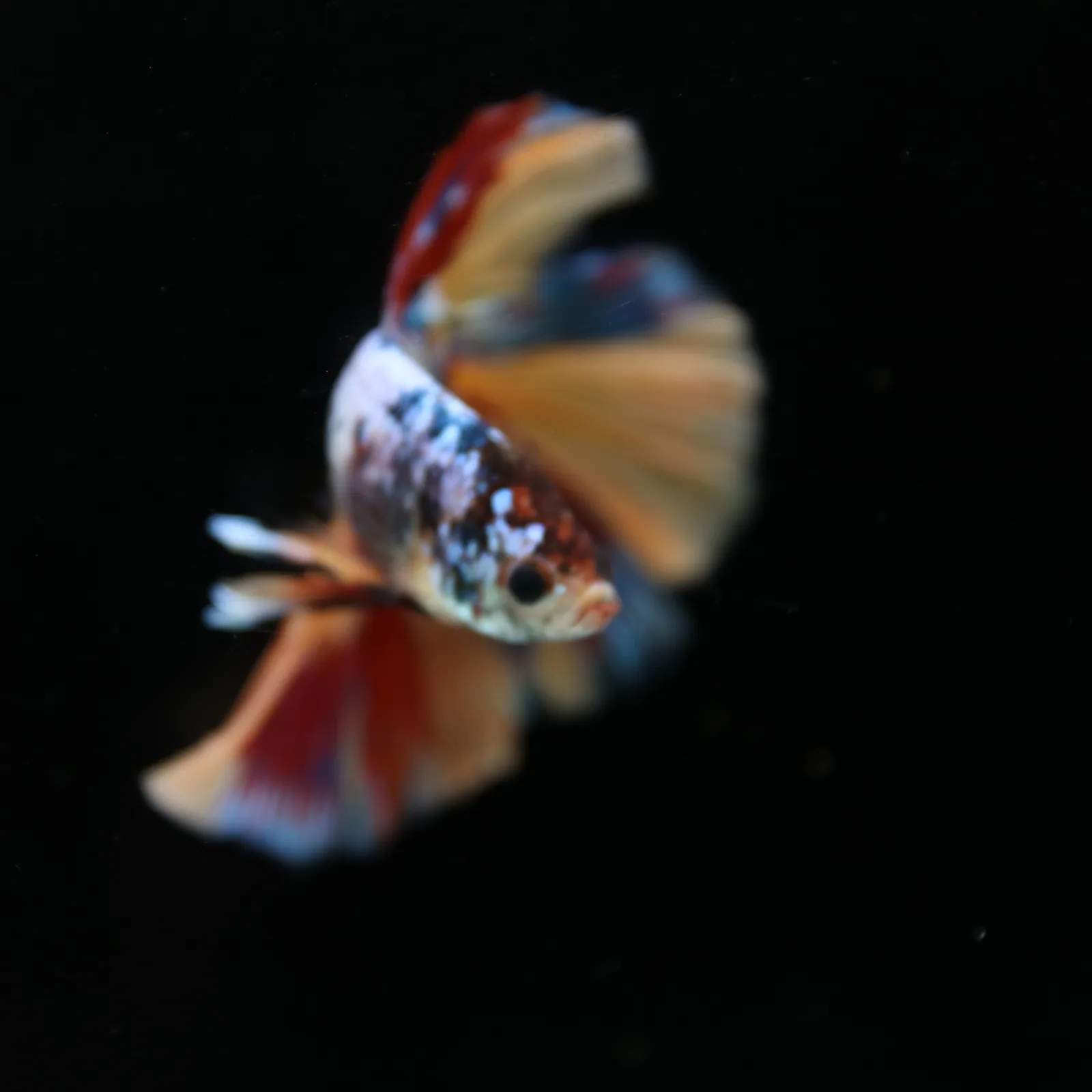 Male Multicolor Marble Halfmoon Betta – Orange, Red & Metallic Blue media 10
