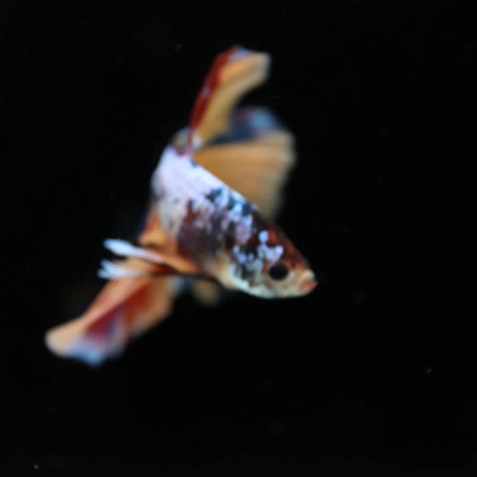 Male Multicolor Marble Halfmoon Betta – Orange, Red & Metallic Blue media 11