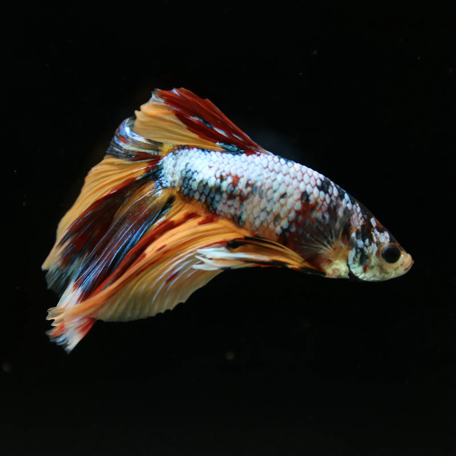 Male Multicolor Marble Halfmoon Betta – Orange, Red & Metallic Blue media 13