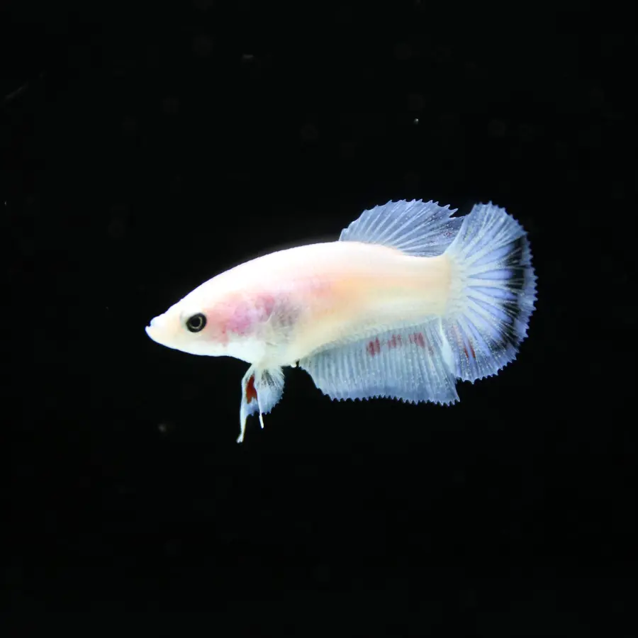 Platinum Pastel Blue Blush Halfmoon Rosetail Female Betta Fish