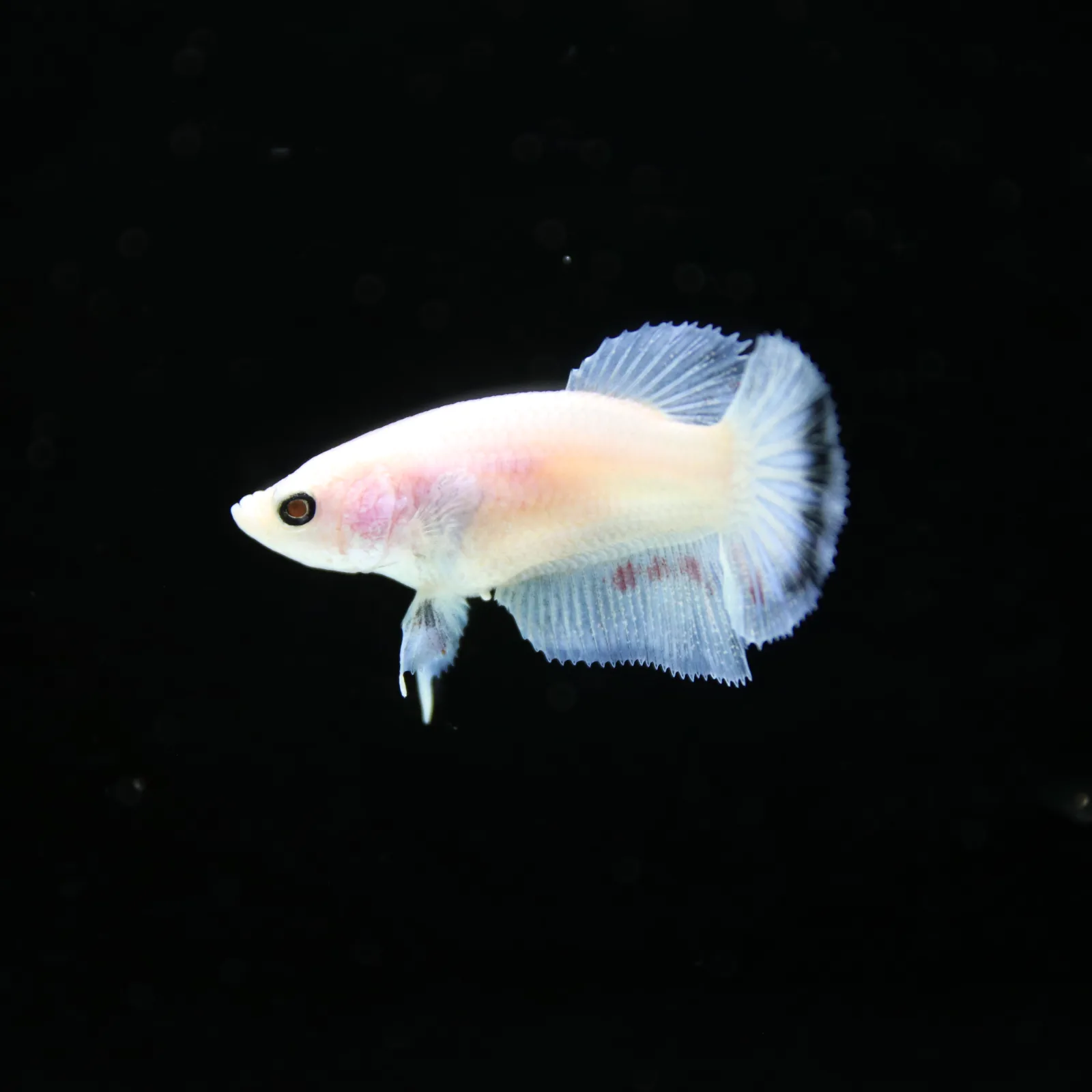 Platinum Pastel Blue Blush Halfmoon Rosetail Female Betta Fish media 2