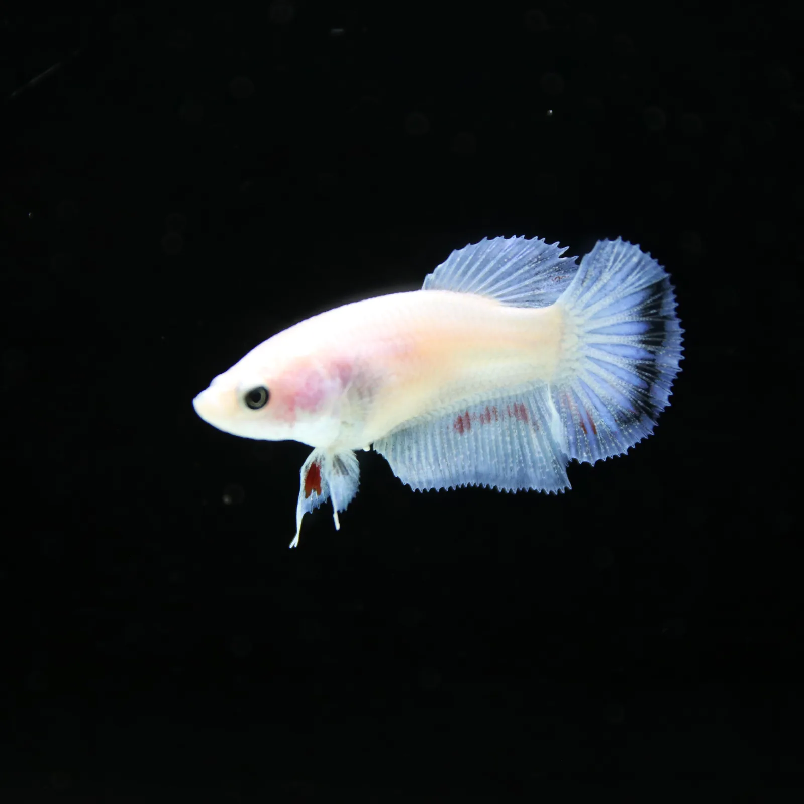 Platinum Pastel Blue Blush Halfmoon Rosetail Female Betta Fish media 4