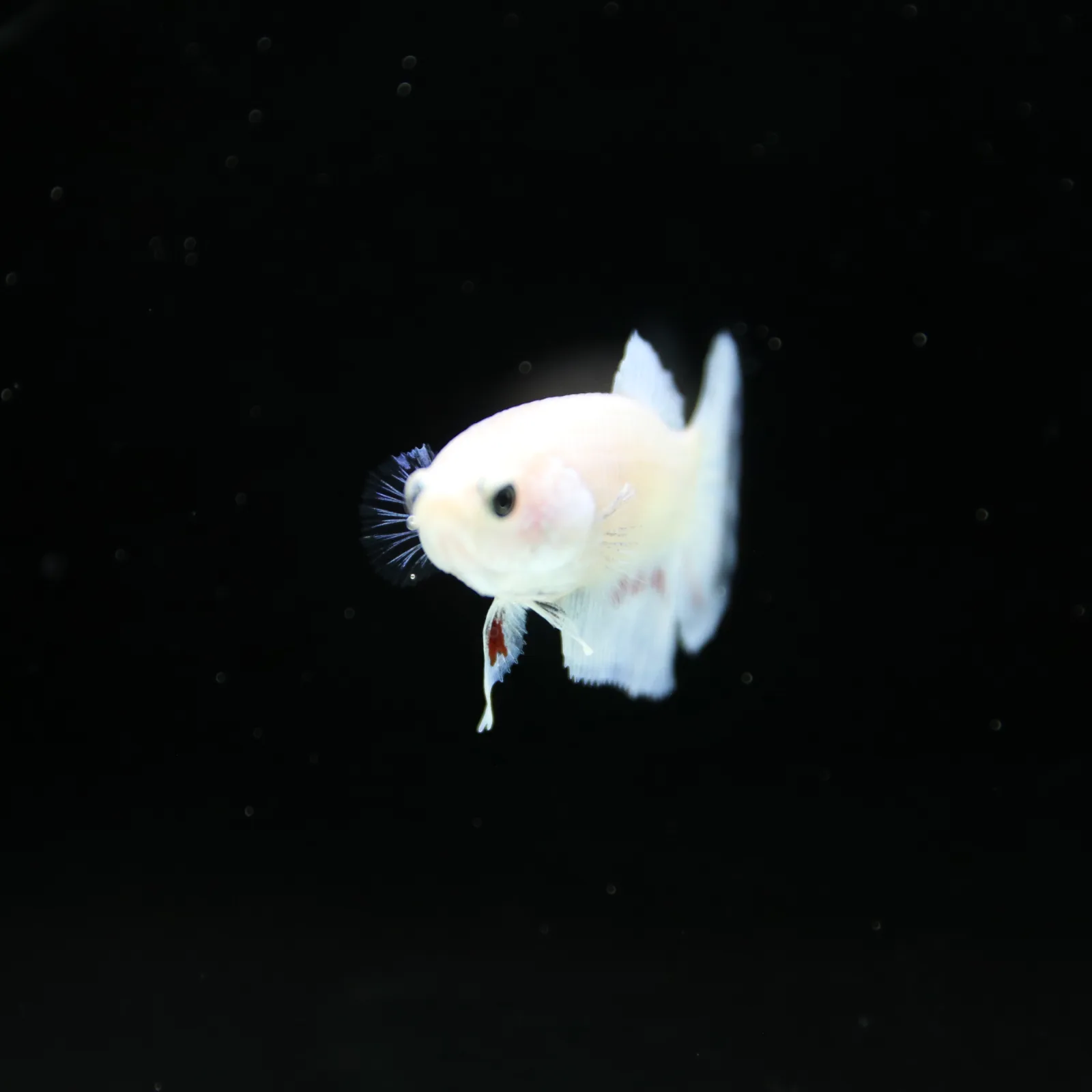 Platinum Pastel Blue Blush Halfmoon Rosetail Female Betta Fish media 6