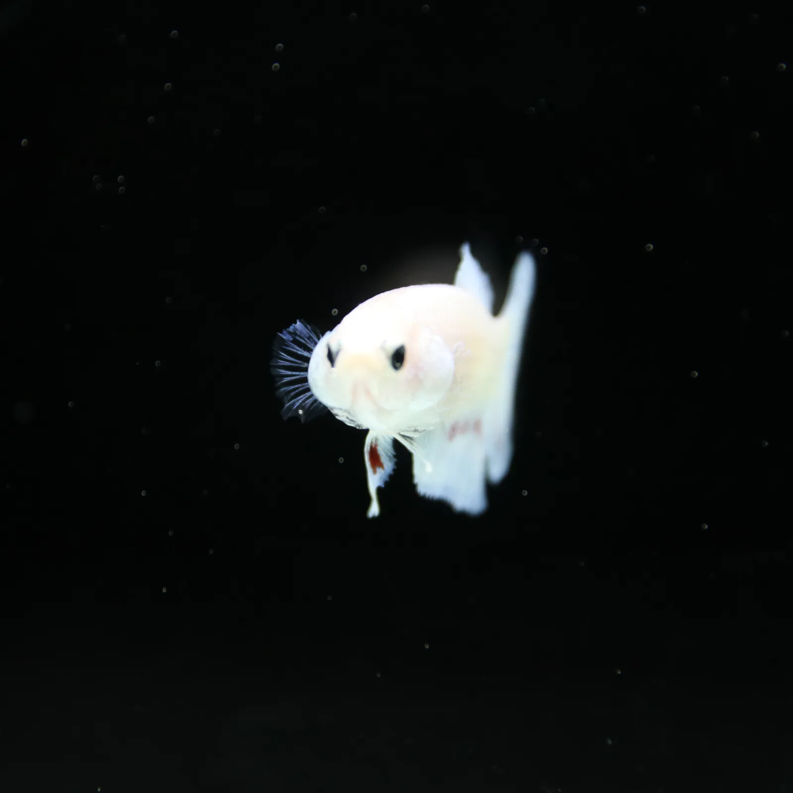 Platinum Pastel Blue Blush Halfmoon Rosetail Female Betta Fish media 7