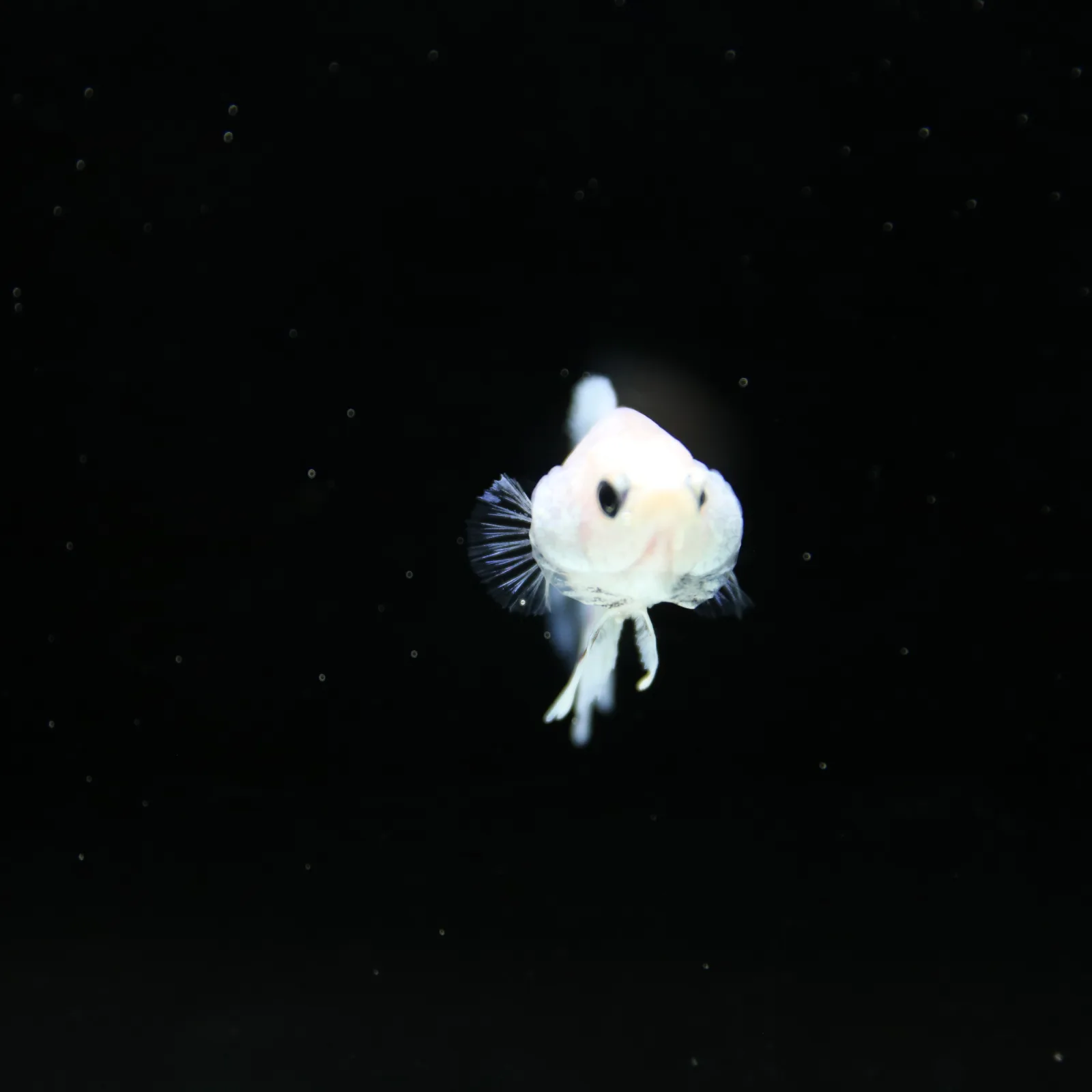 Platinum Pastel Blue Blush Halfmoon Rosetail Female Betta Fish media 9