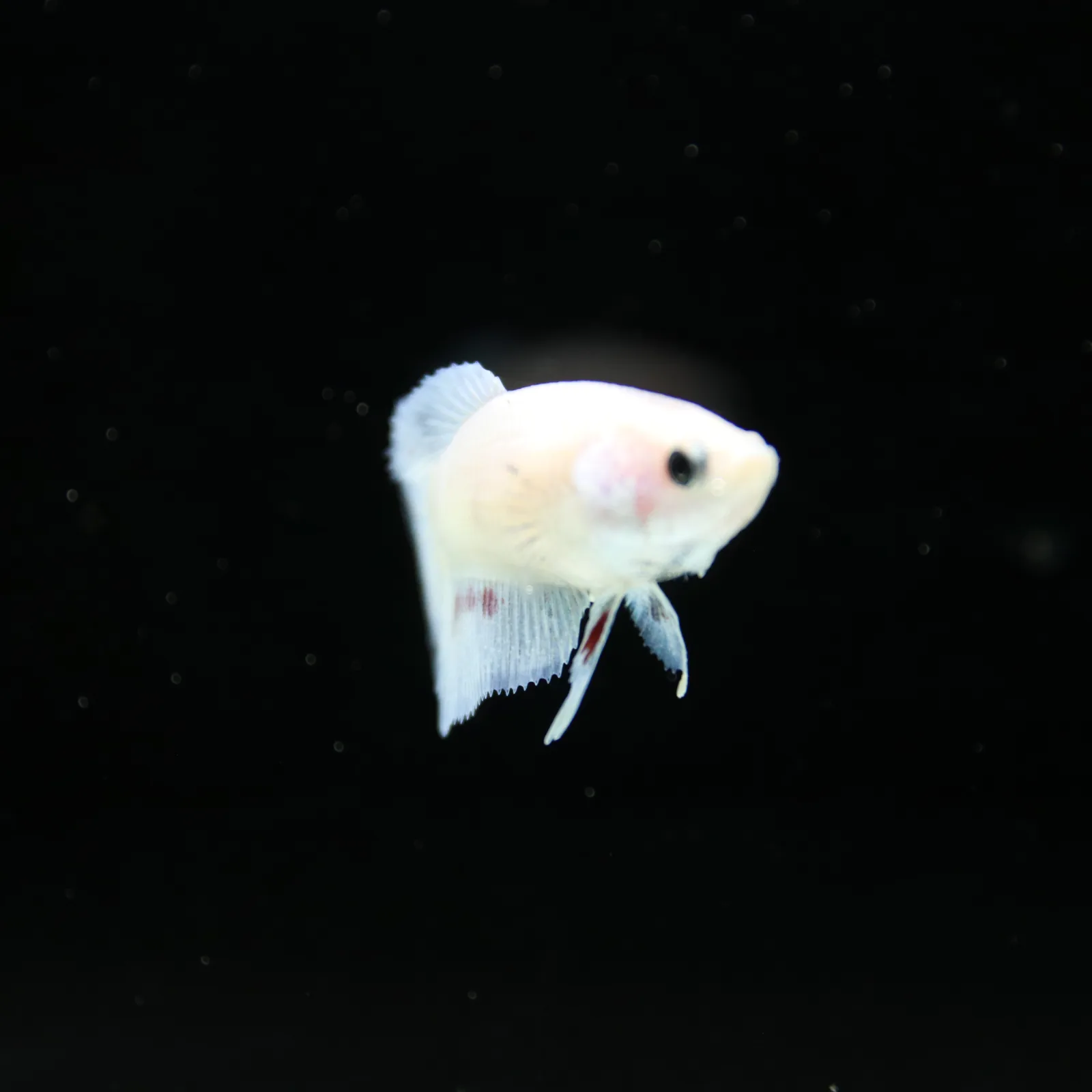 Platinum Pastel Blue Blush Halfmoon Rosetail Female Betta Fish media 11