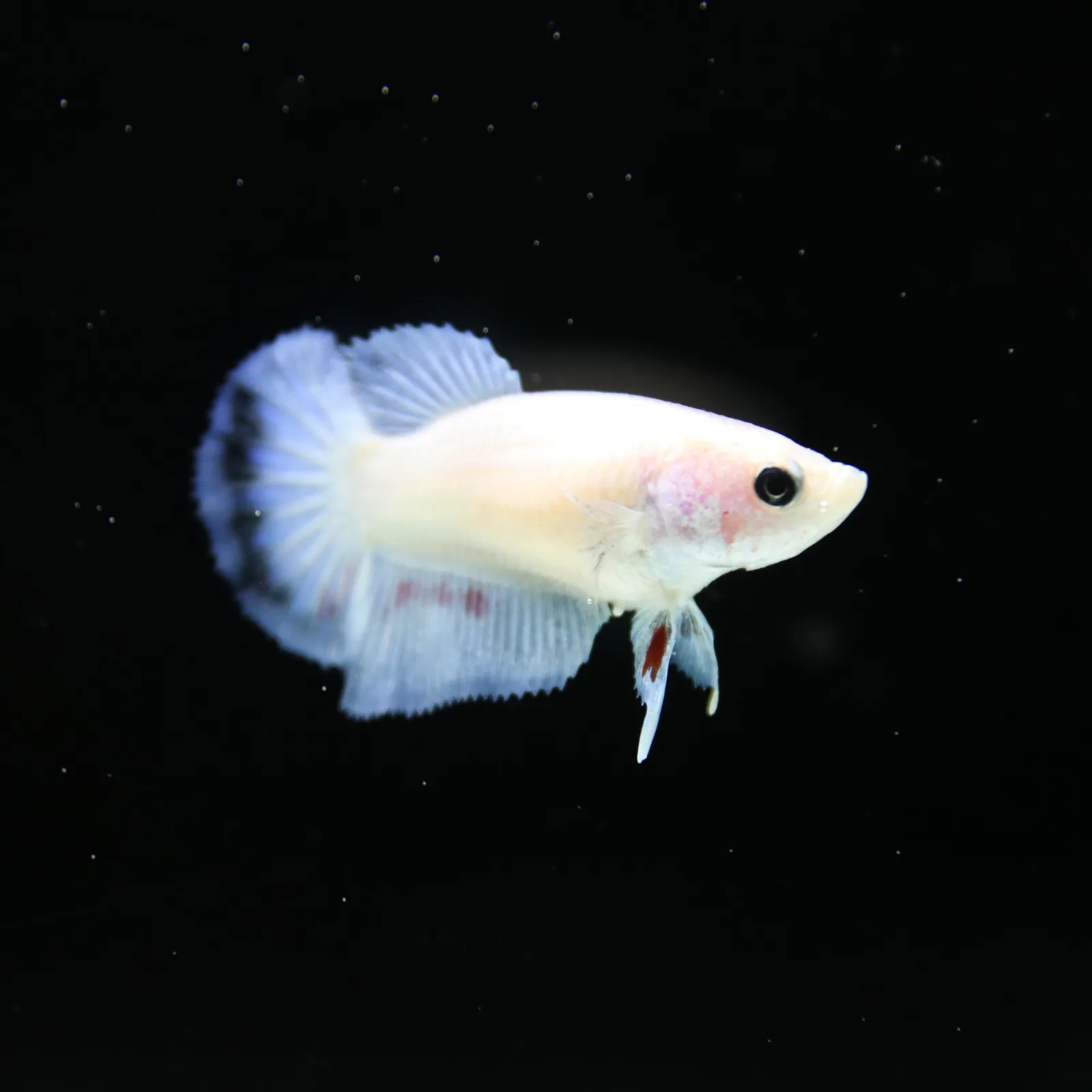 Platinum Pastel Blue Blush Halfmoon Rosetail Female Betta Fish media 12