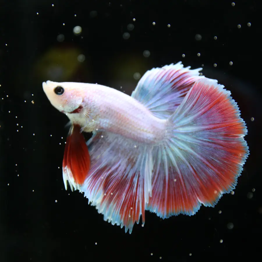 Platinum Red Butterfly Halfmoon Rosetail Male Betta Fish