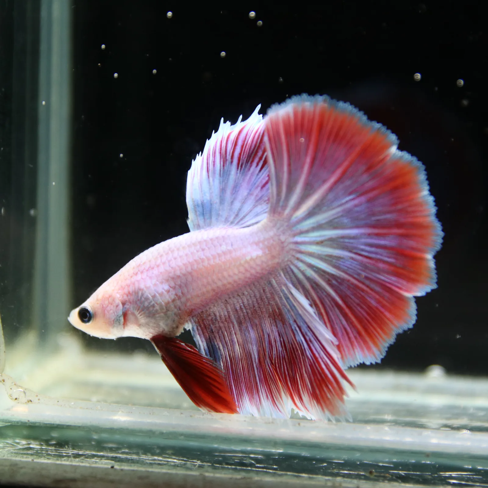 Platinum Red Butterfly Halfmoon Rosetail Male Betta Fish media 3