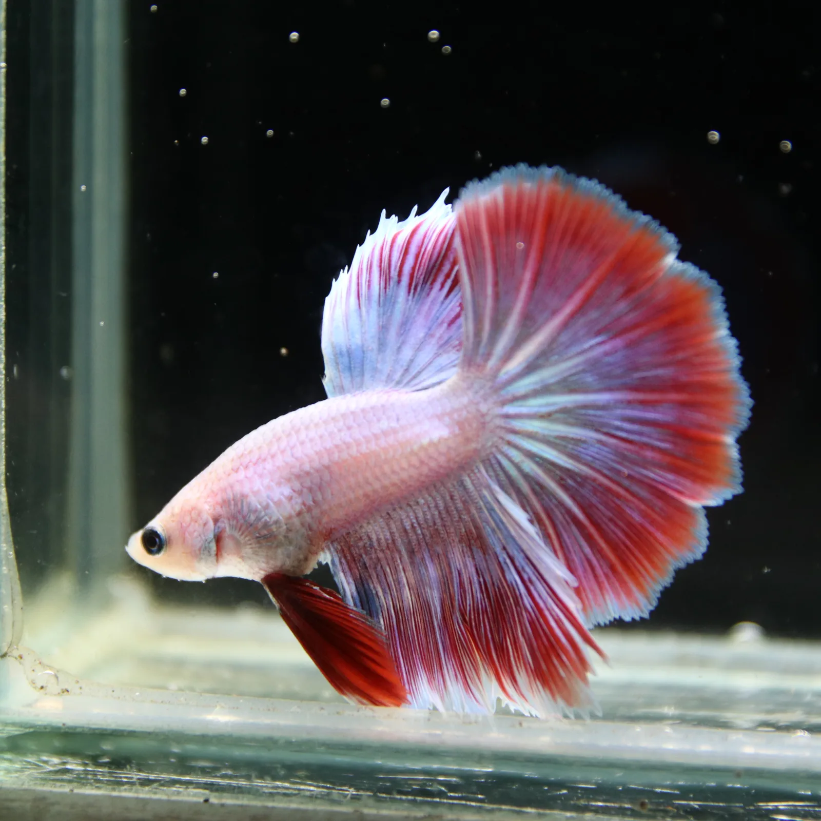 Platinum Red Butterfly Halfmoon Rosetail Male Betta Fish media 4