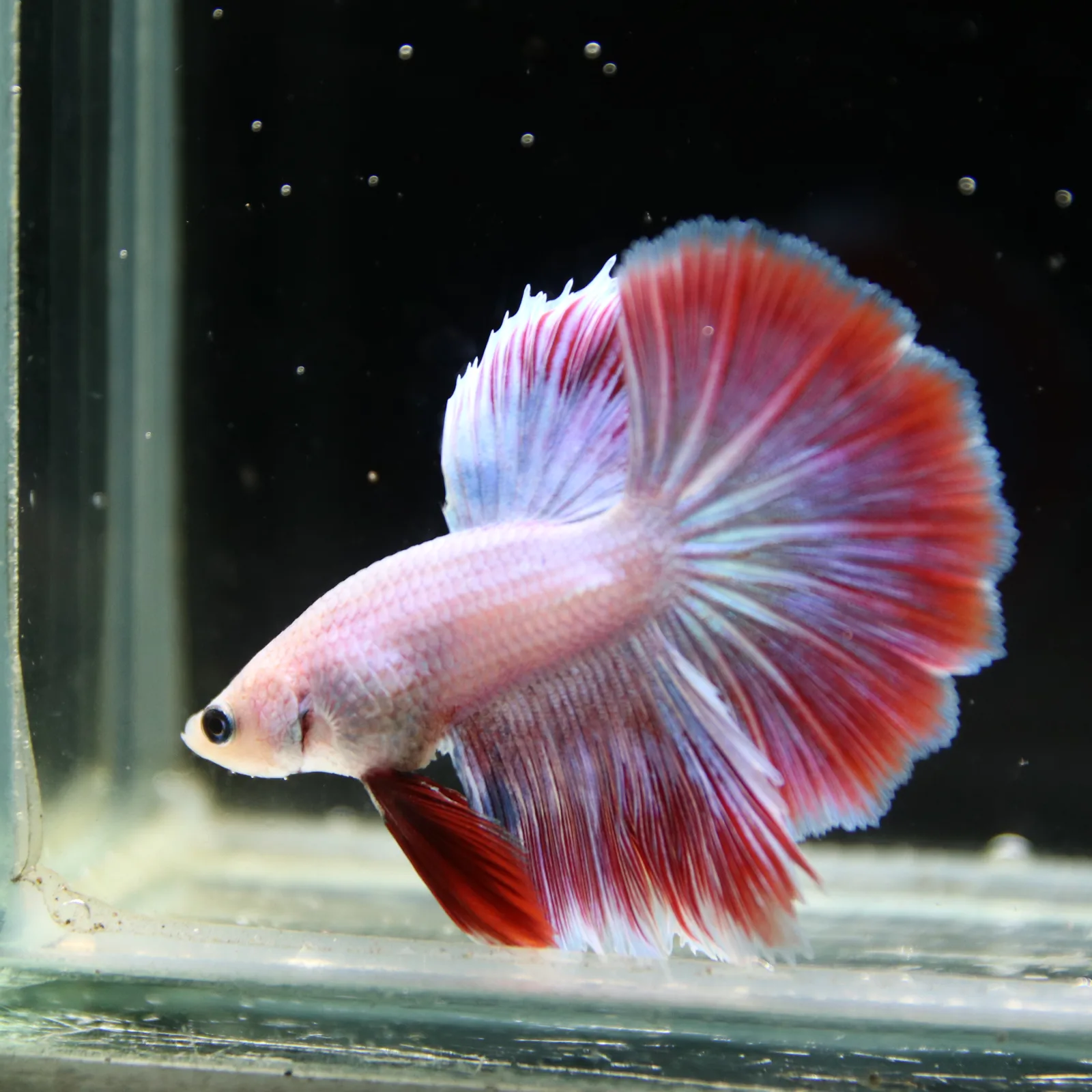 Platinum Red Butterfly Halfmoon Rosetail Male Betta Fish media 5