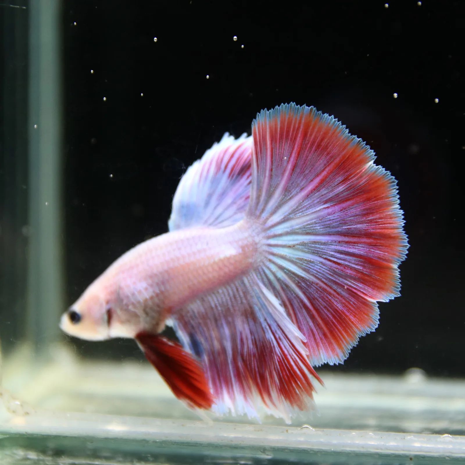 Platinum Red Butterfly Halfmoon Rosetail Male Betta Fish media 7