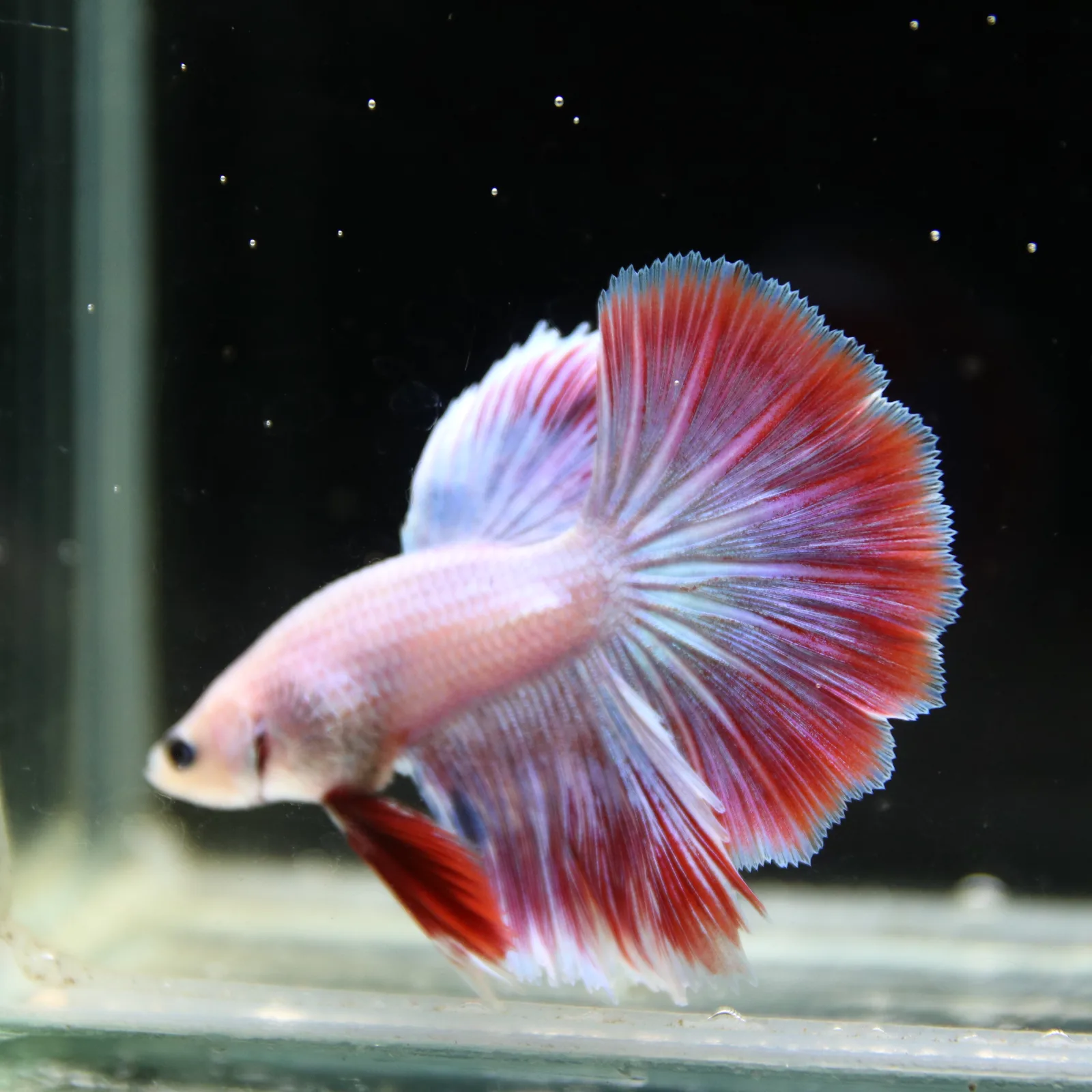 Platinum Red Butterfly Halfmoon Rosetail Male Betta Fish media 8