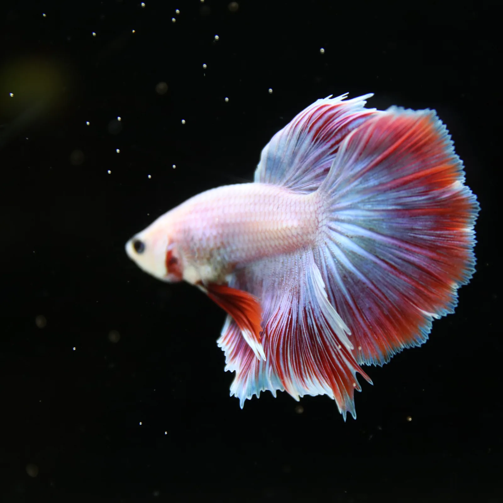 Platinum Red Butterfly Halfmoon Rosetail Male Betta Fish media 11