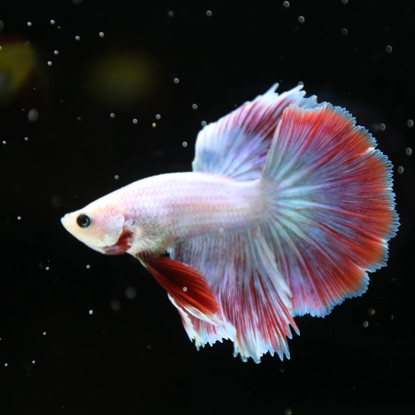 Platinum Red Butterfly Halfmoon Rosetail Male Betta Fish media 12
