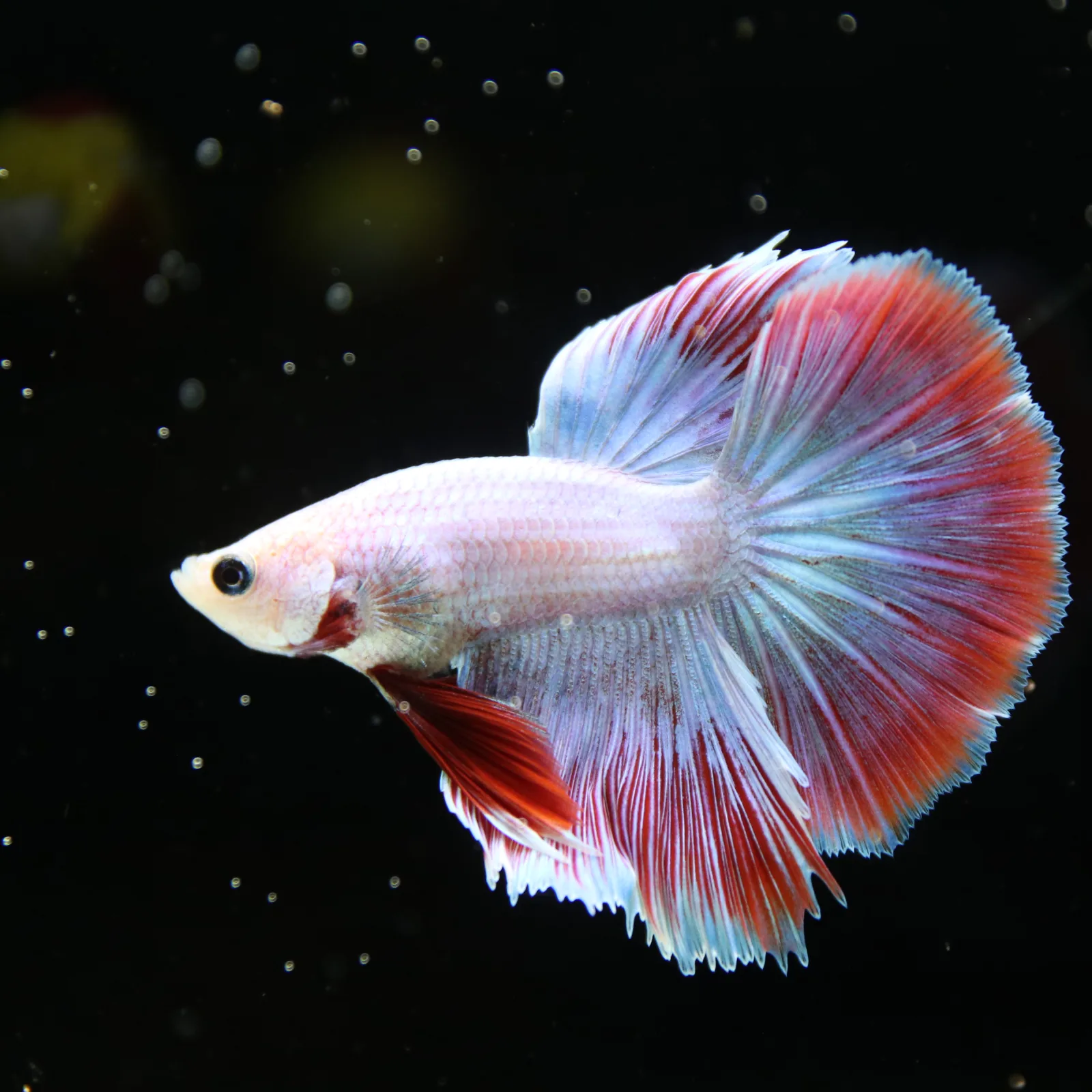 Platinum Red Butterfly Halfmoon Rosetail Male Betta Fish media 13