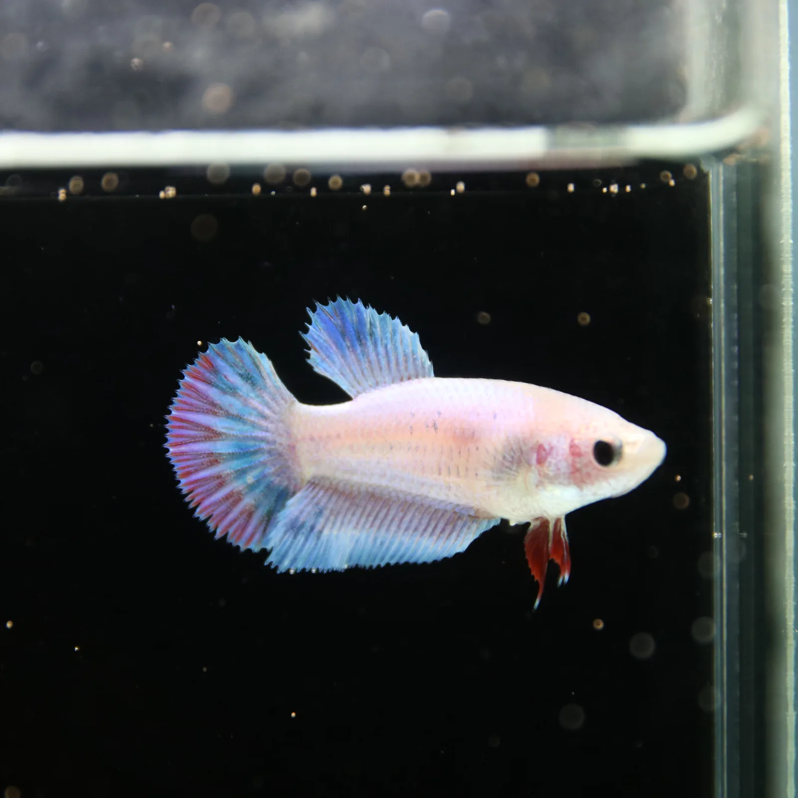 Platinum Blue Red Fancy Halfmoon Rosetail Female Betta Fish media 3