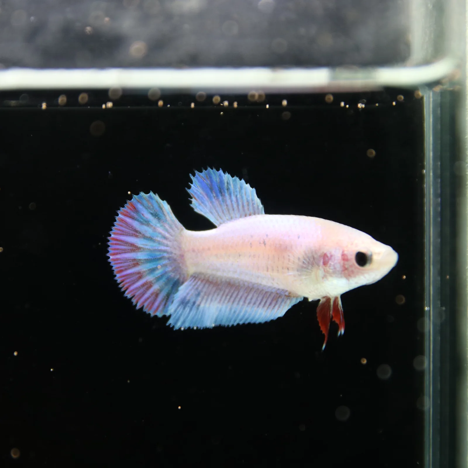 Platinum Blue Red Fancy Halfmoon Rosetail Female Betta Fish media 4