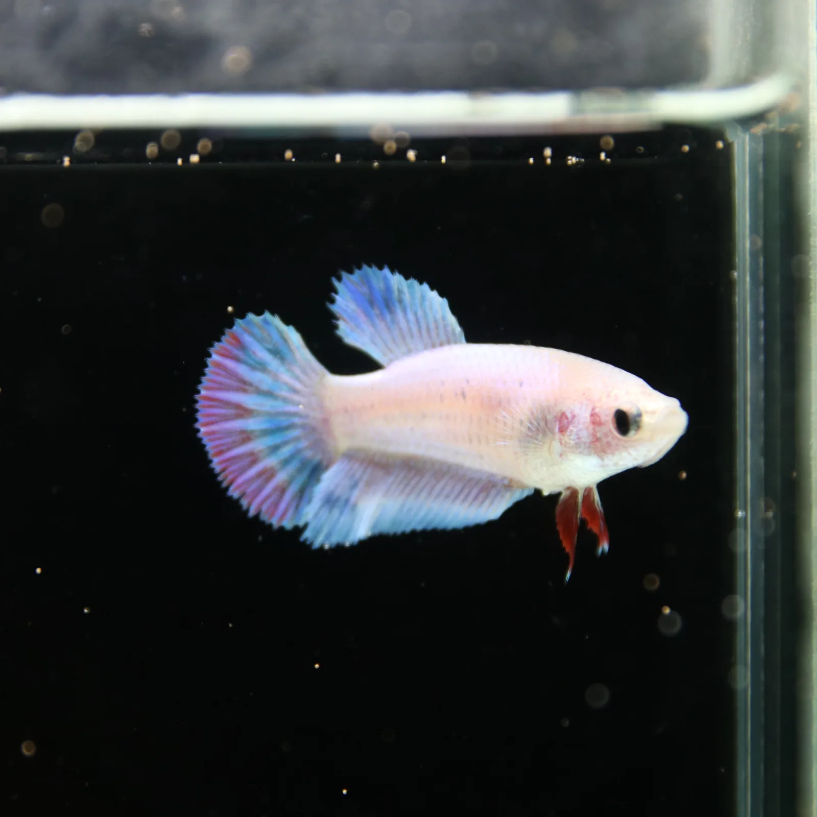 Platinum Blue Red Fancy Halfmoon Rosetail Female Betta Fish media 5