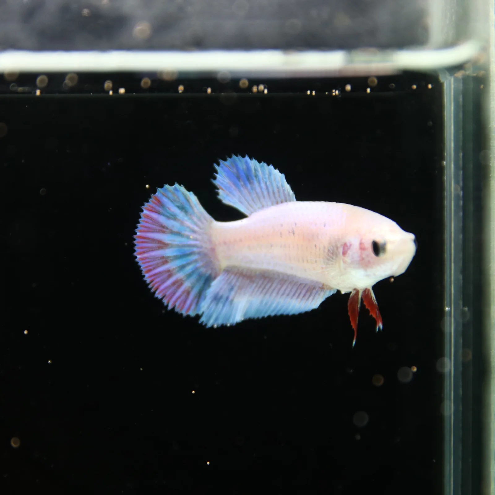 Platinum Blue Red Fancy Halfmoon Rosetail Female Betta Fish media 7