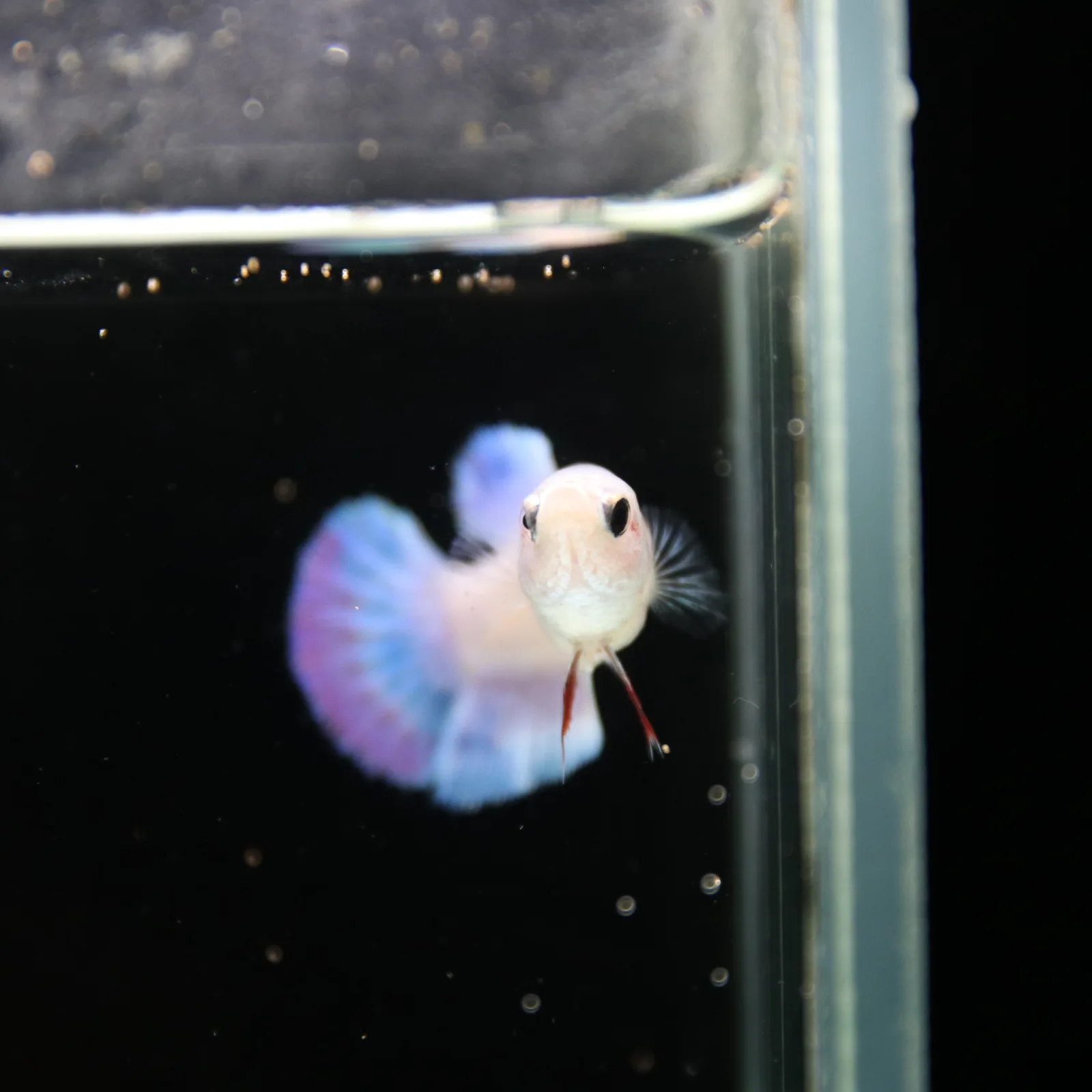 Platinum Blue Red Fancy Halfmoon Rosetail Female Betta Fish media 9