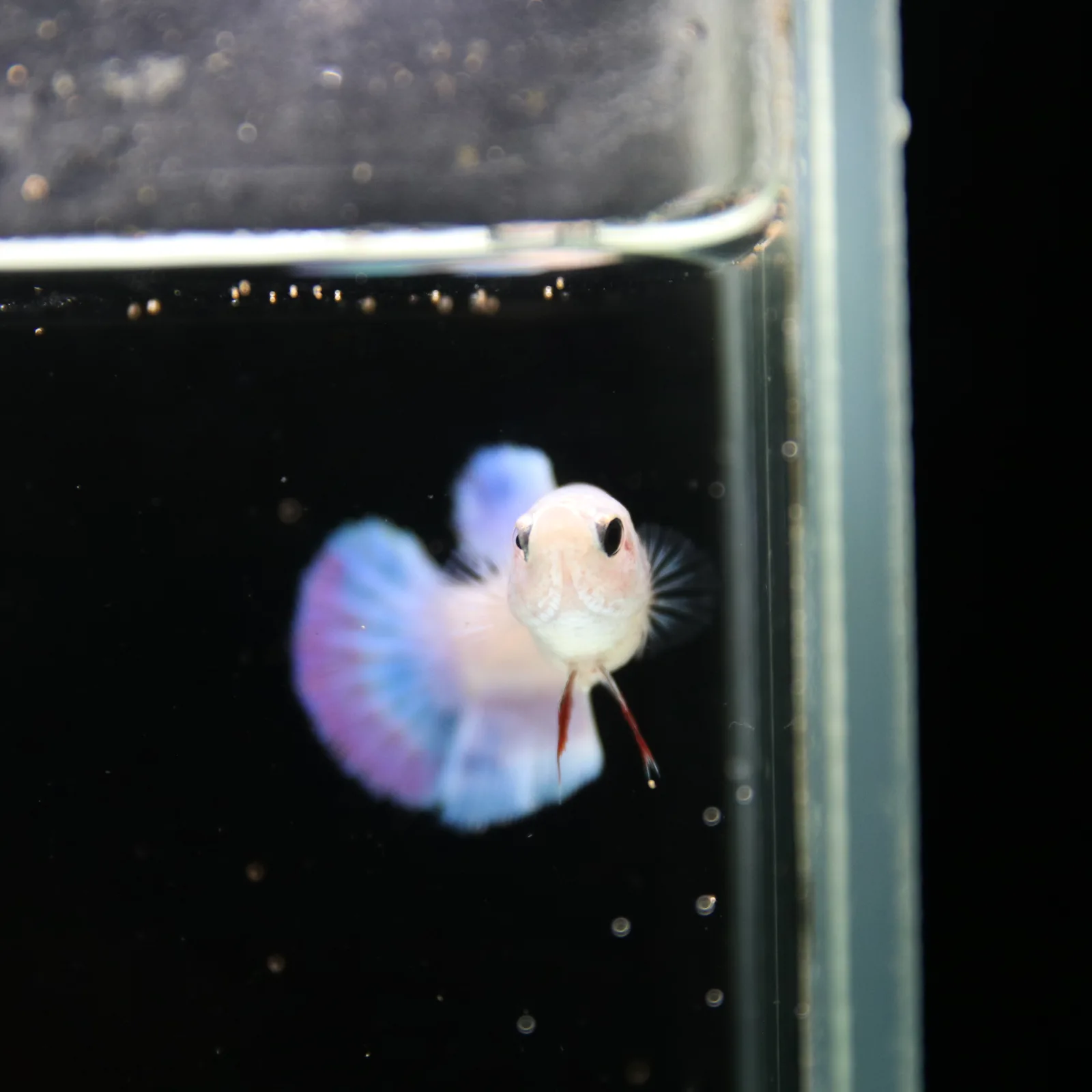 Platinum Blue Red Fancy Halfmoon Rosetail Female Betta Fish media 10