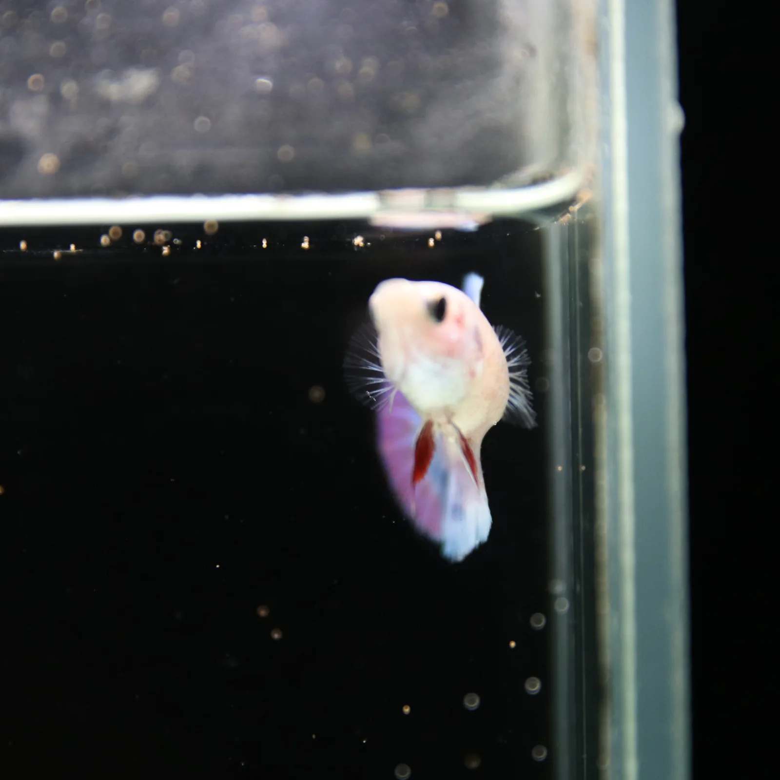 Platinum Blue Red Fancy Halfmoon Rosetail Female Betta Fish media 13