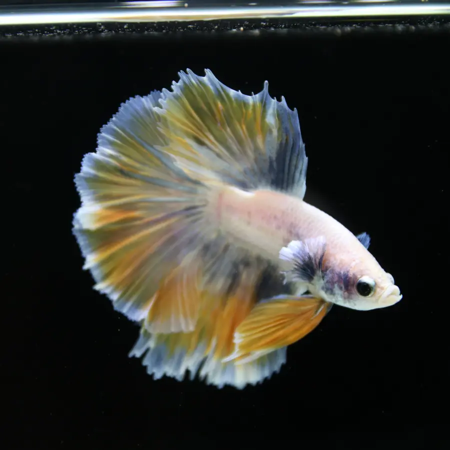 Pastel Yellow Lavender Halfmoon Betta Male – Show Grade Live Betta Fish