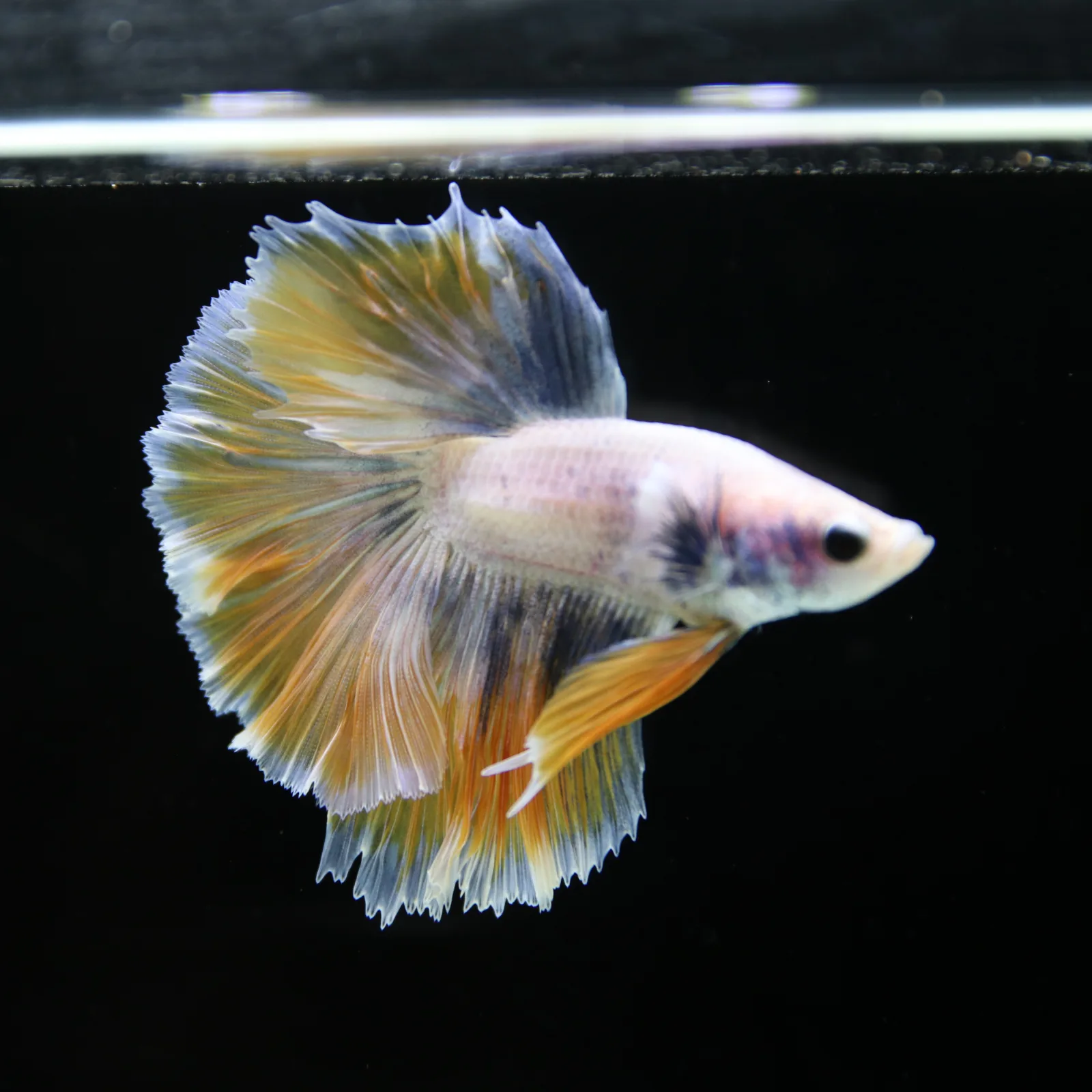Pastel Yellow Lavender Halfmoon Betta Male – Show Grade Live Betta Fish media 2
