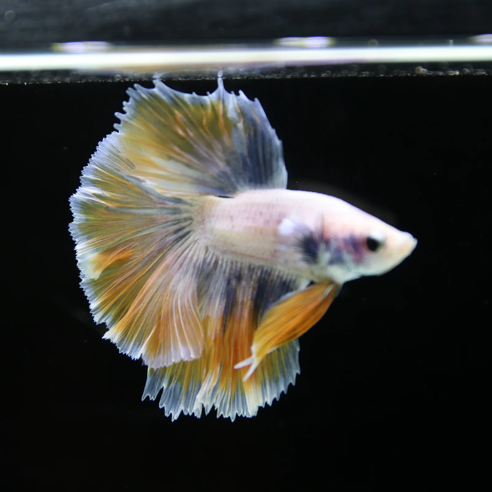 Pastel Yellow Lavender Halfmoon Betta Male – Show Grade Live Betta Fish media 3