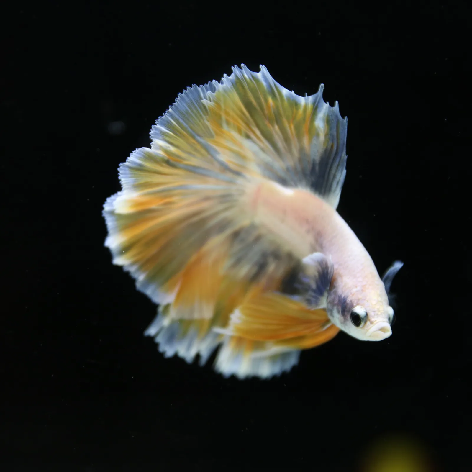 Pastel Yellow Lavender Halfmoon Betta Male – Show Grade Live Betta Fish media 5