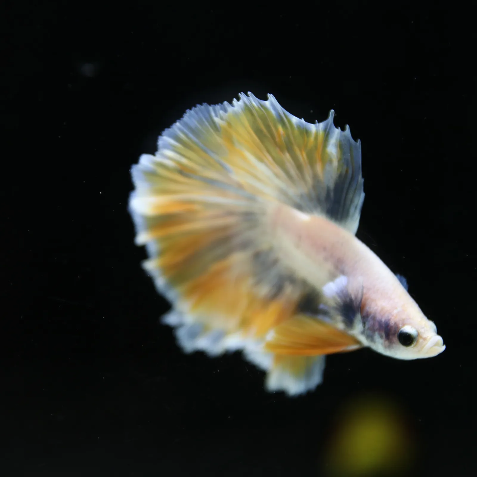 Pastel Yellow Lavender Halfmoon Betta Male – Show Grade Live Betta Fish media 6